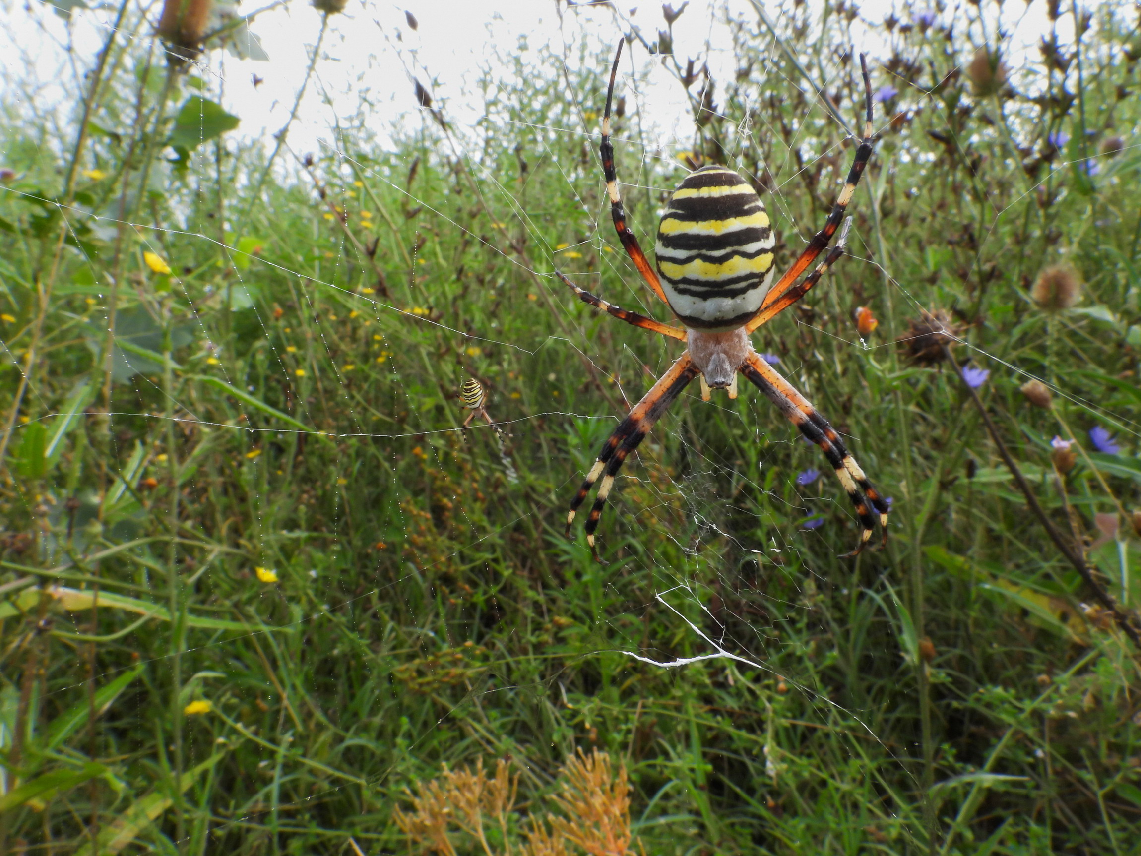 In the jungle of Argiope