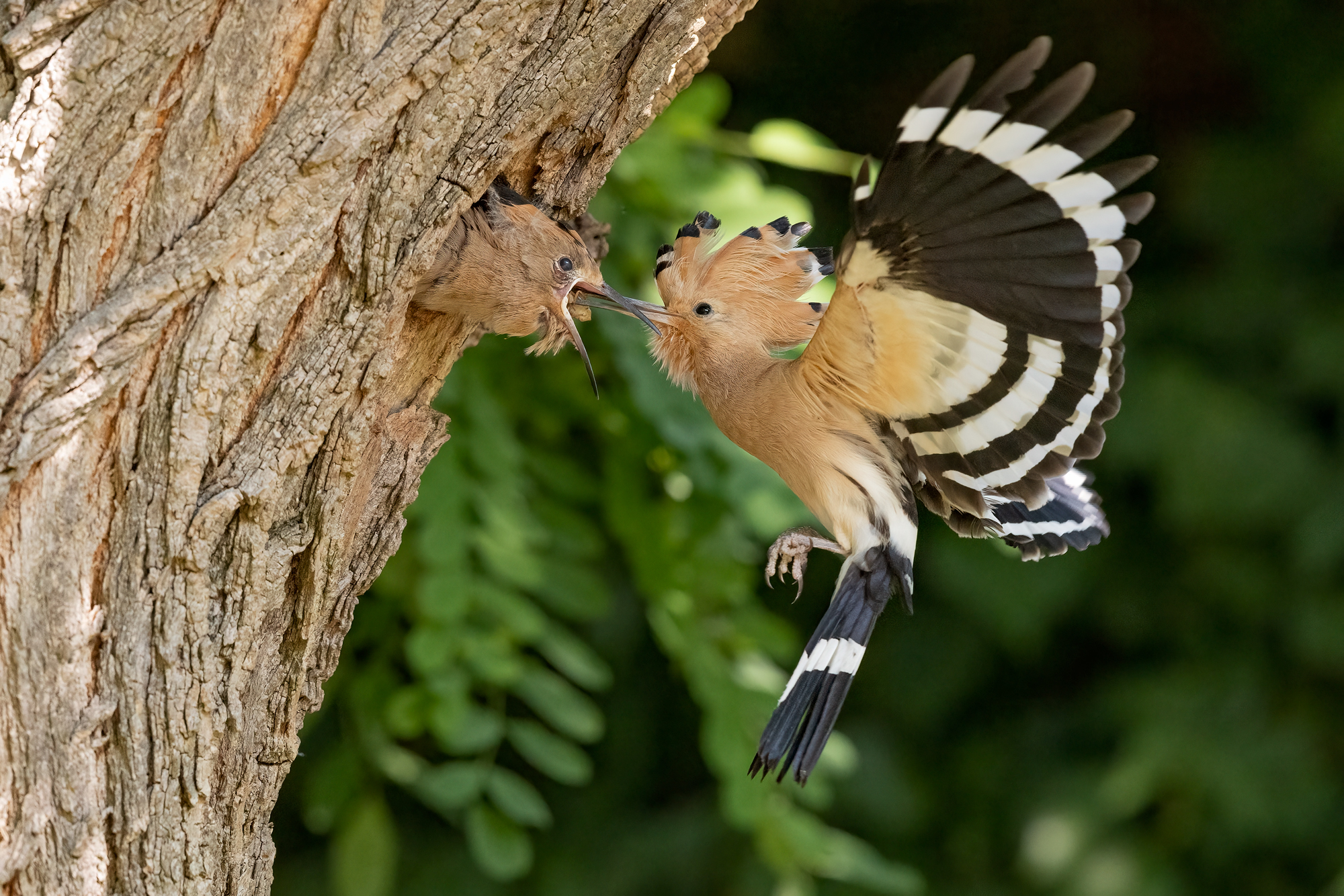 Hoopoe