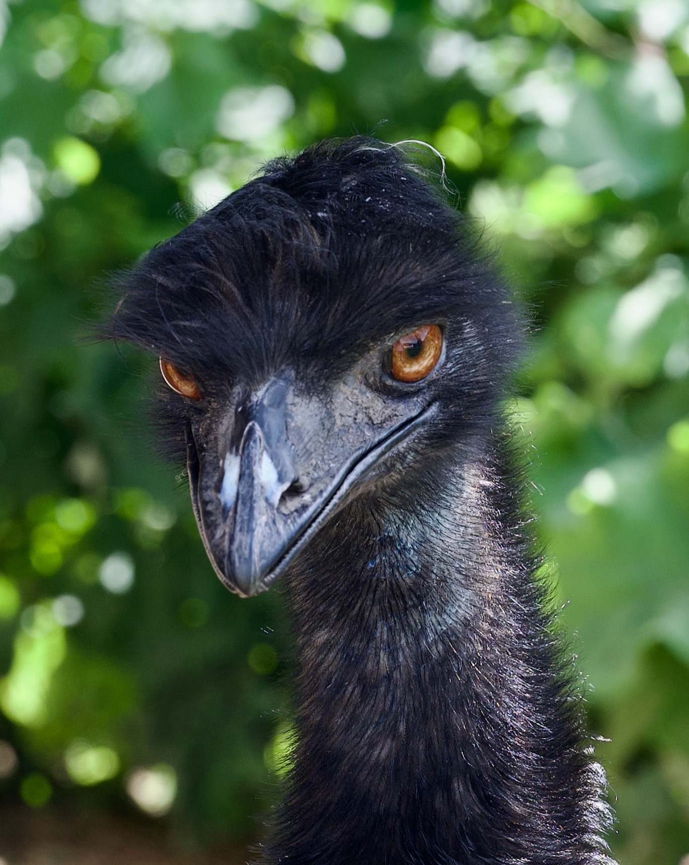 Montgomery Burns Simpson