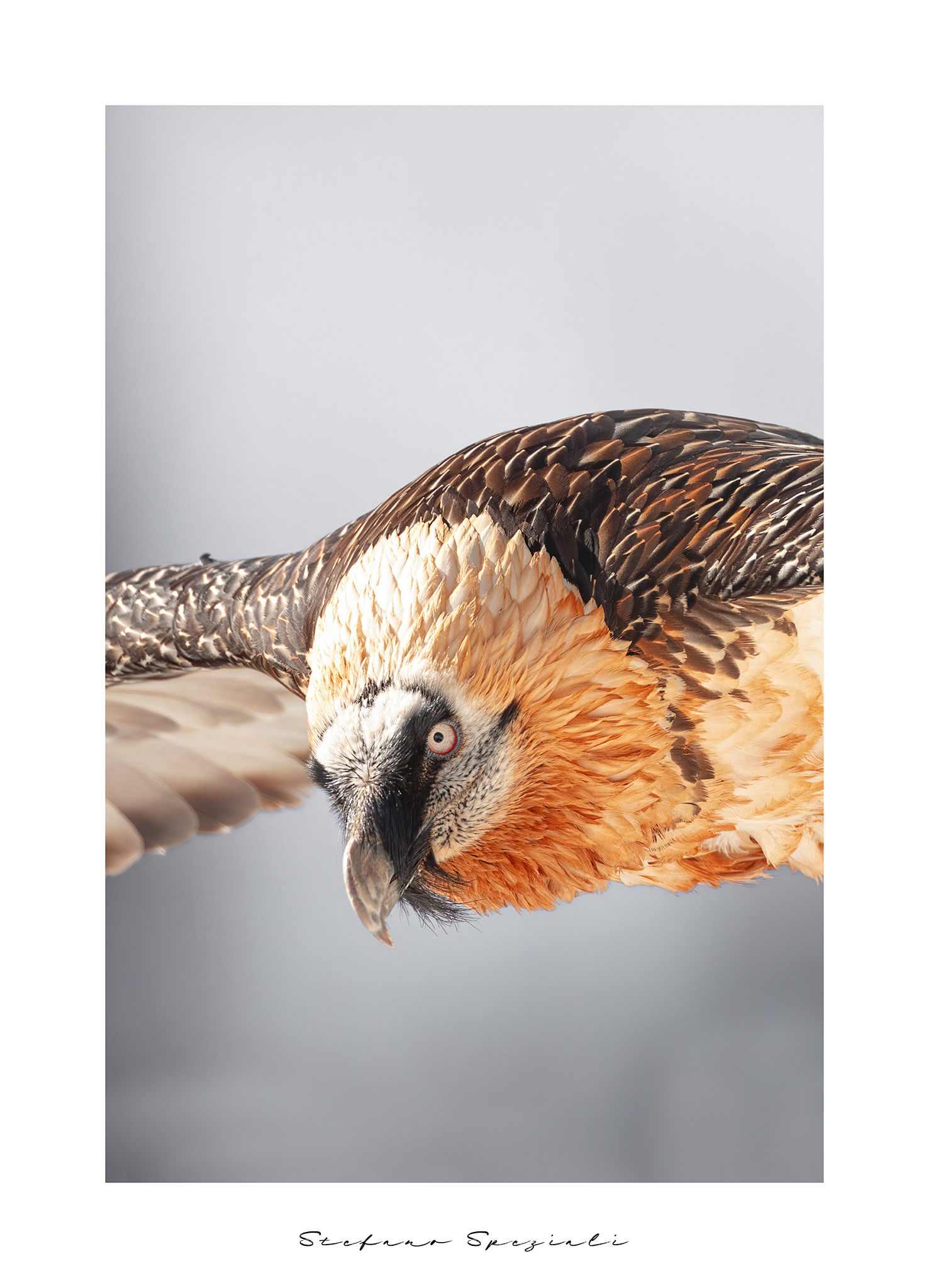 Bearded vulture - Gypaetus barbatus