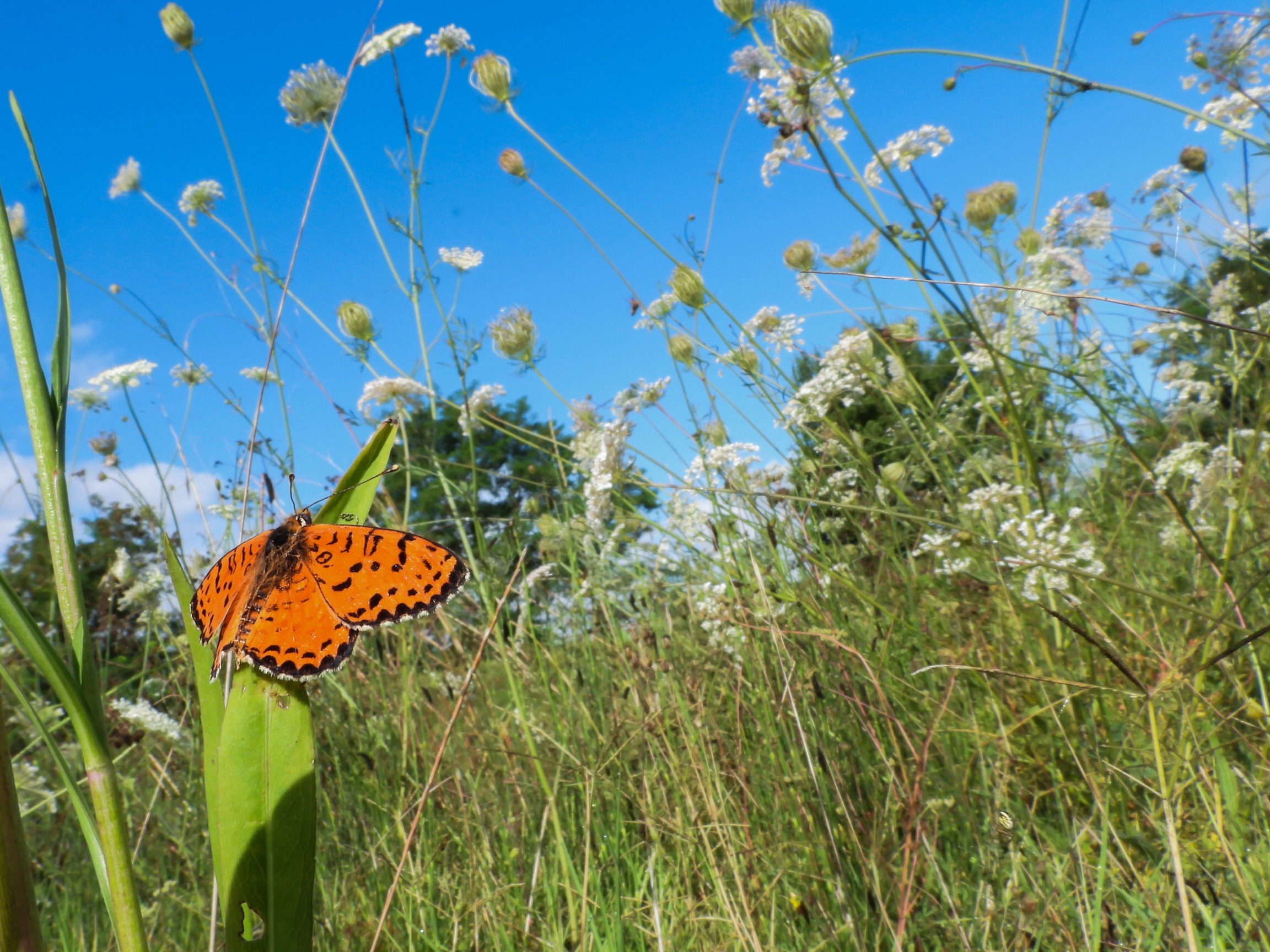 Close-up set with Coolpix p1000 (21)