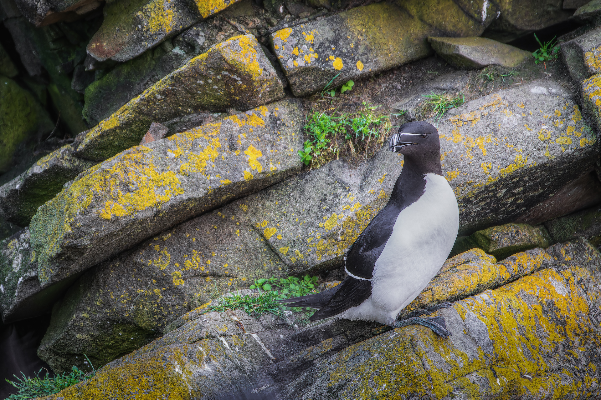 Razorbill