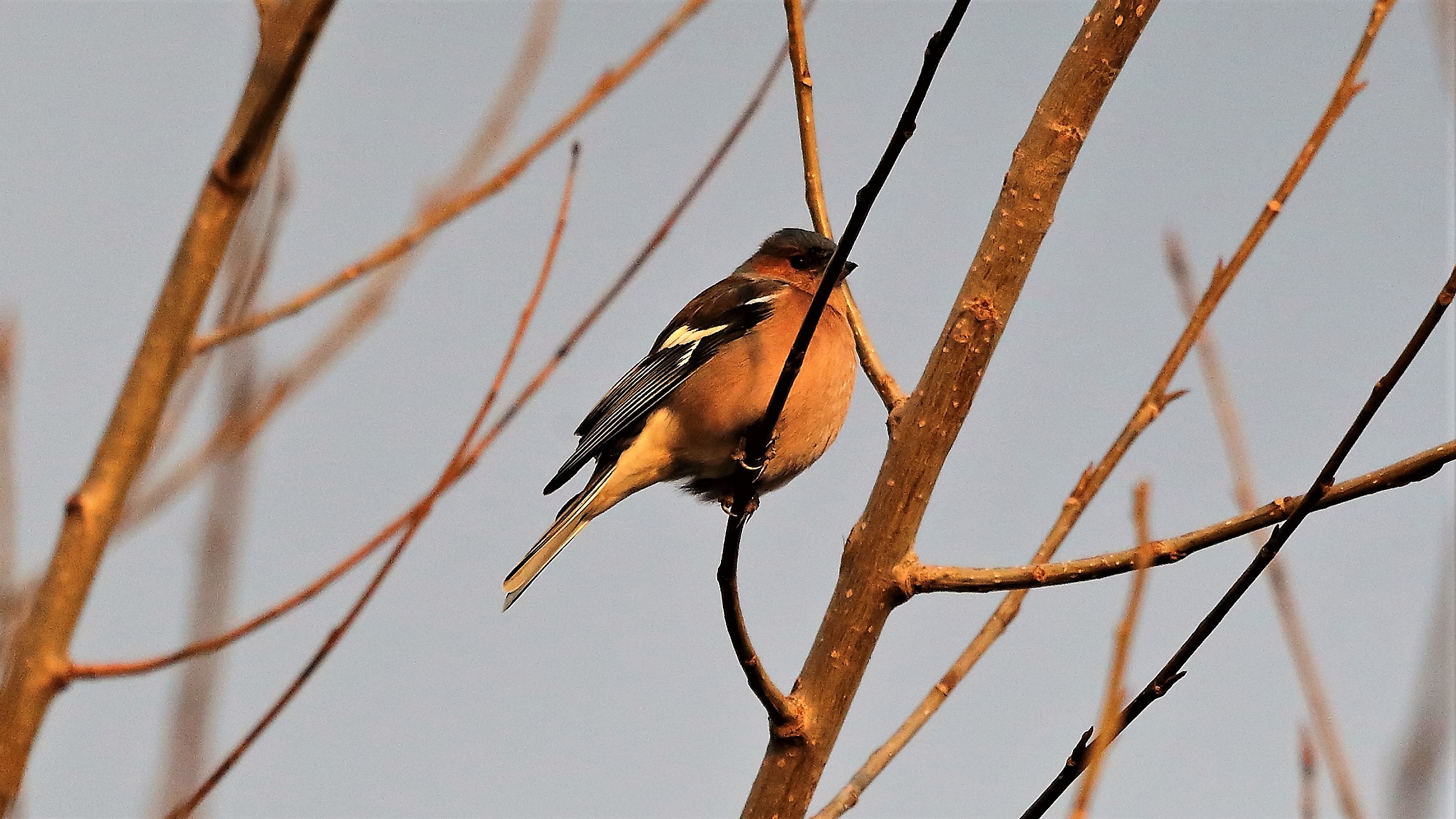 Fringuello 06 marzo 2023