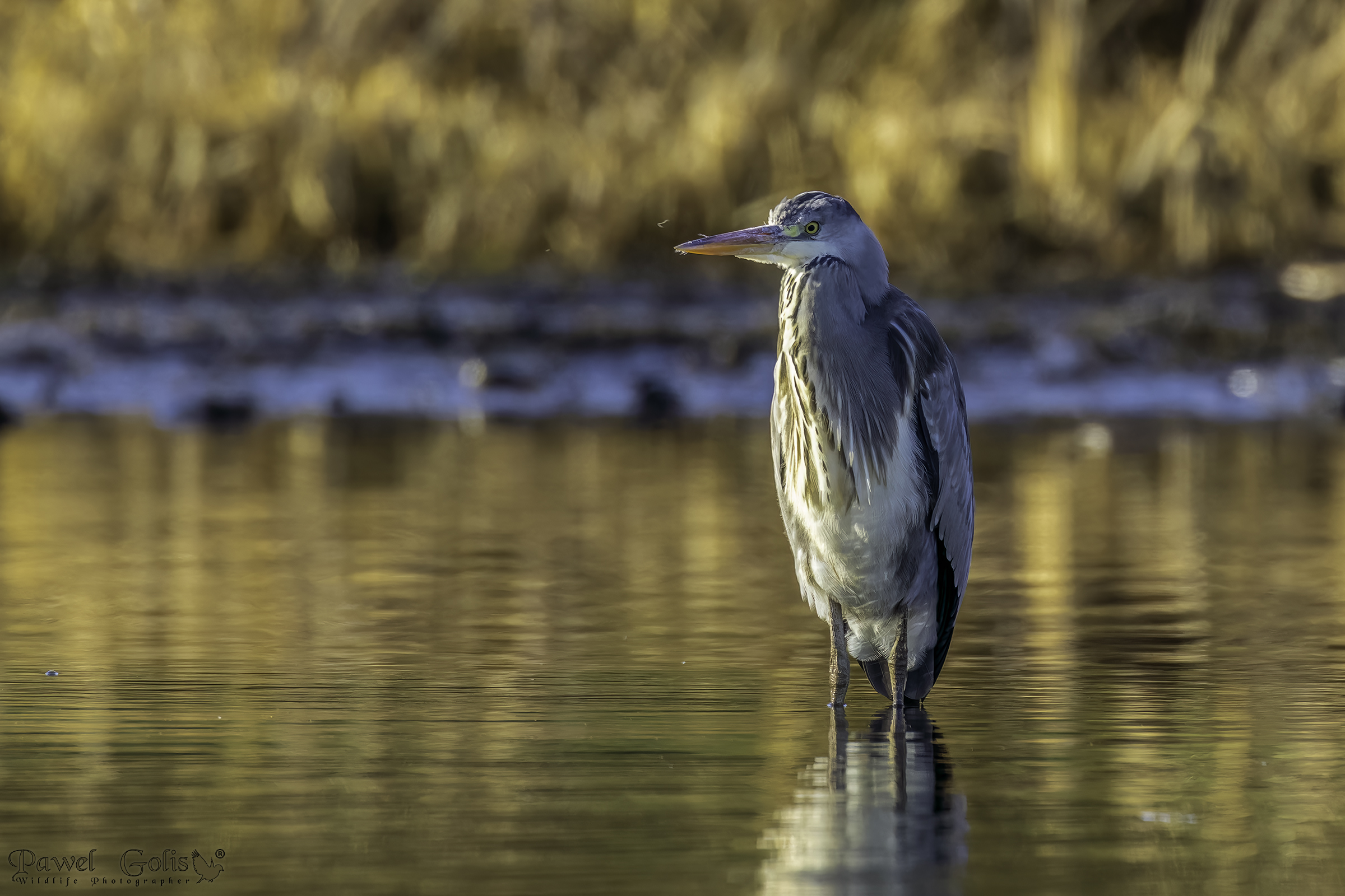 Airone cenerino (Ardea cinerea)