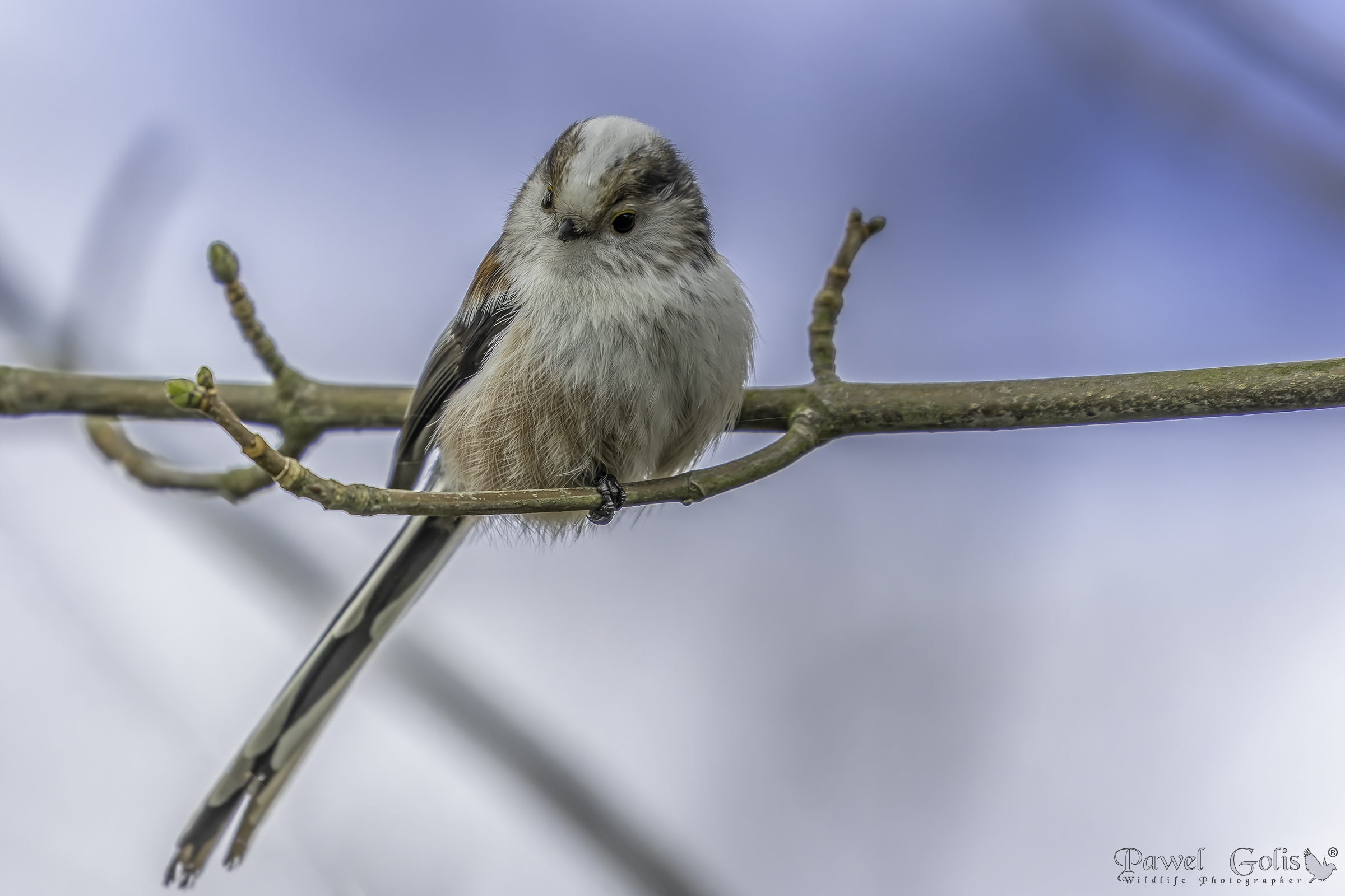 Cinciallegra dalla coda lunga (Aegithalos caudatus)