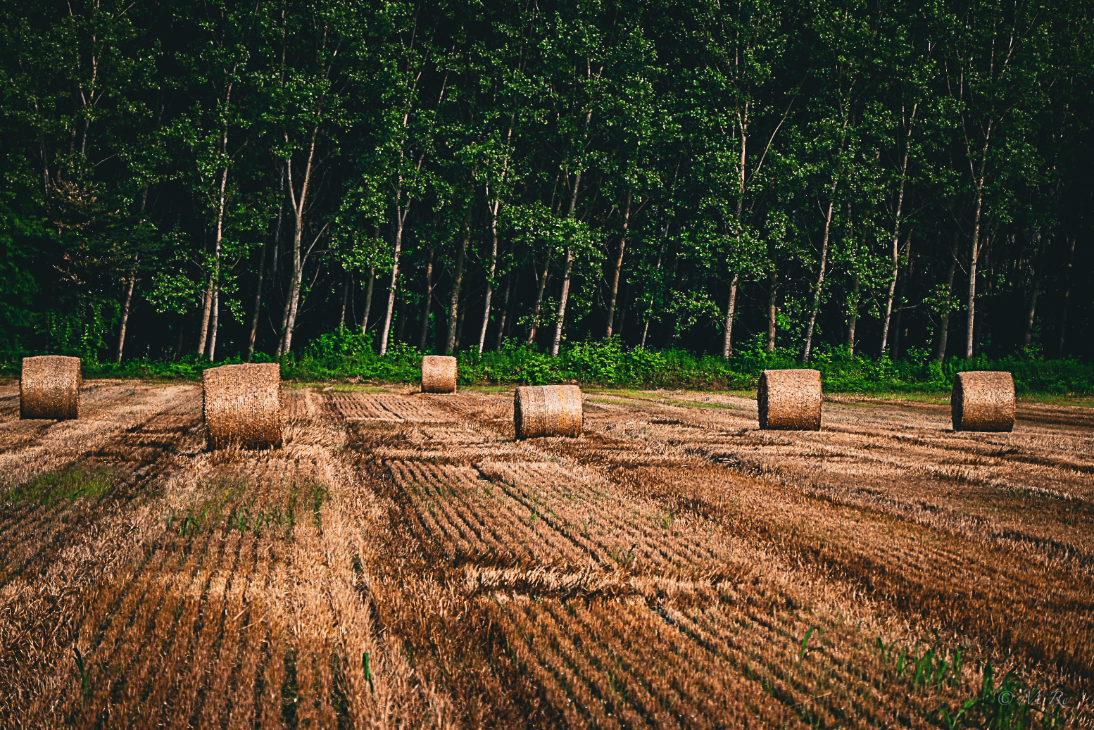 Fields