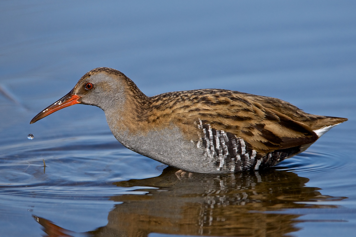 Water Rail - Stork Center Anatidae Racconigi