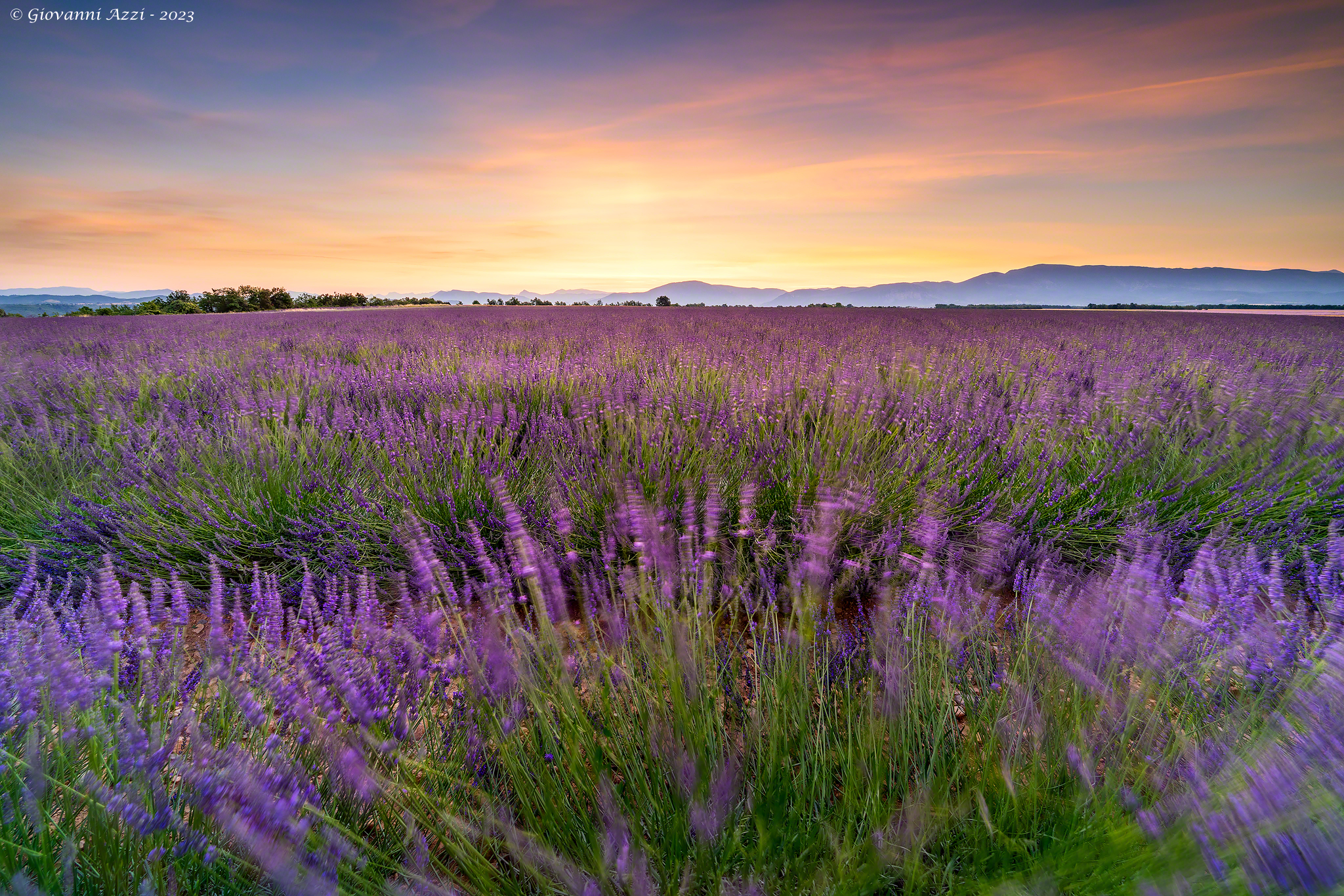 Lavanda mossa all'alba