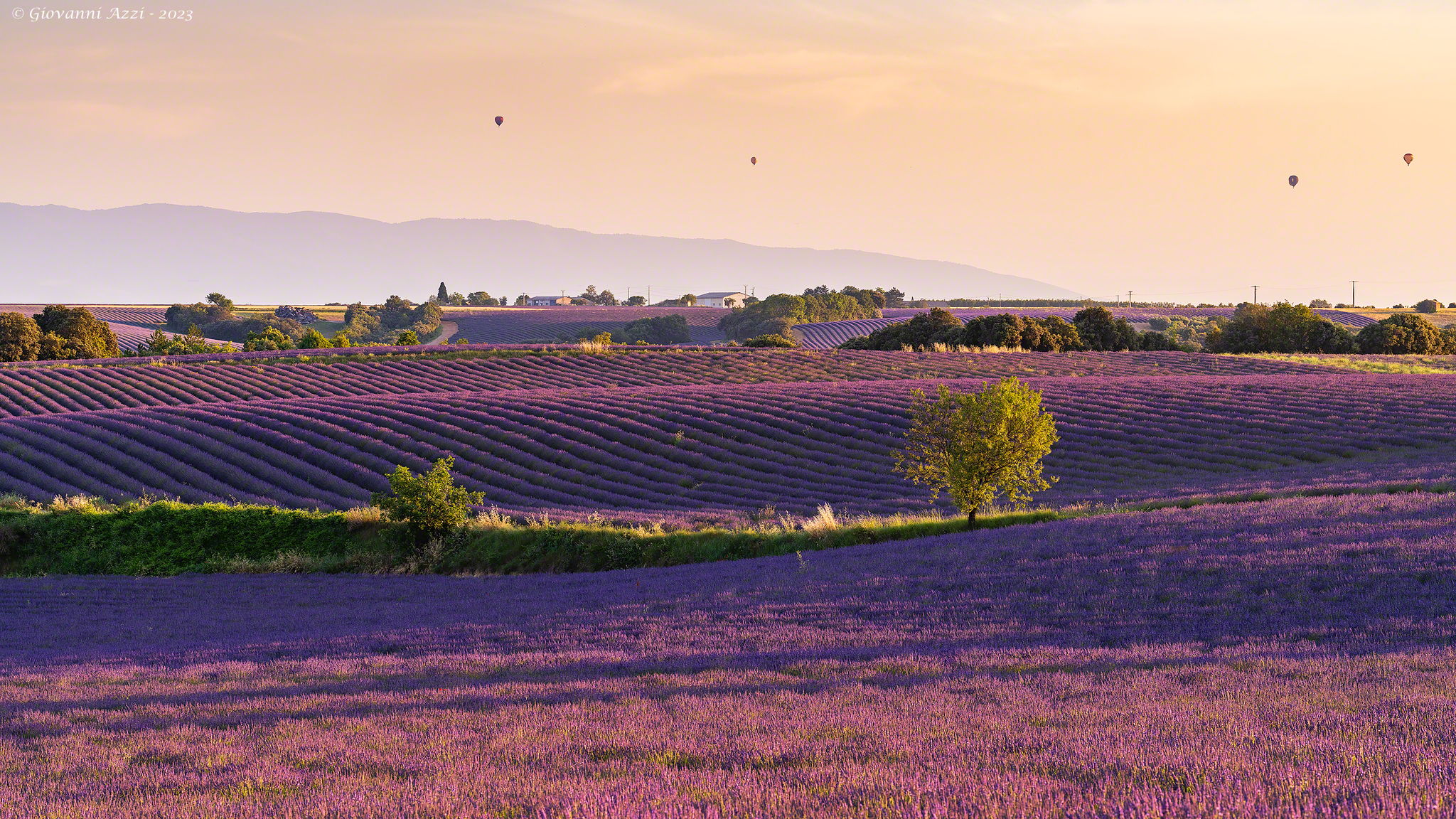 Atmosfere mattutine sui campi di lavanda