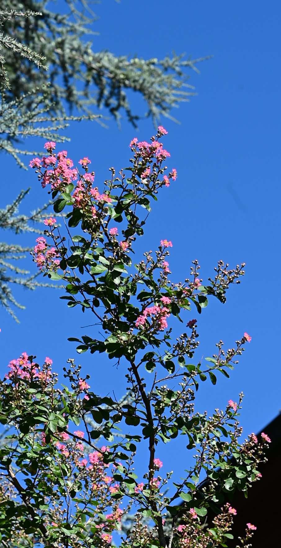 Fioritura di lagerstroemia