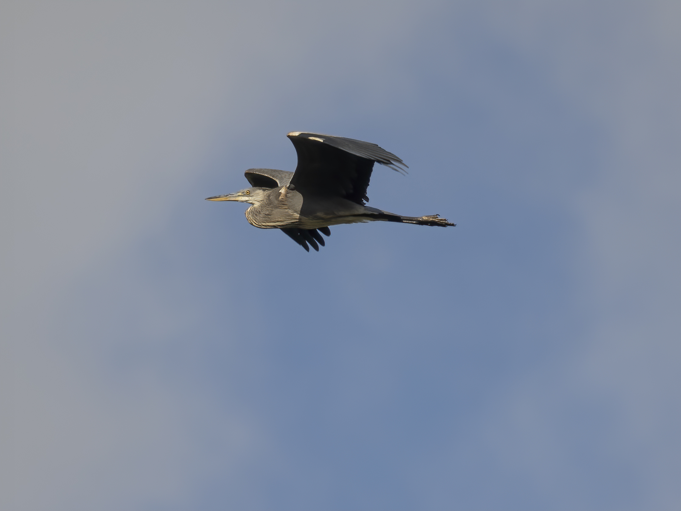 Heron