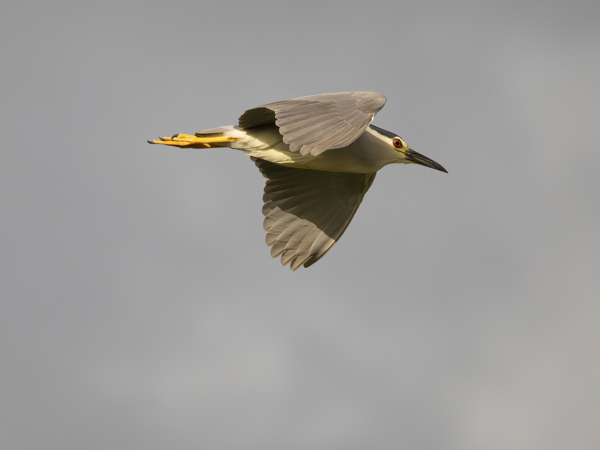 Heron