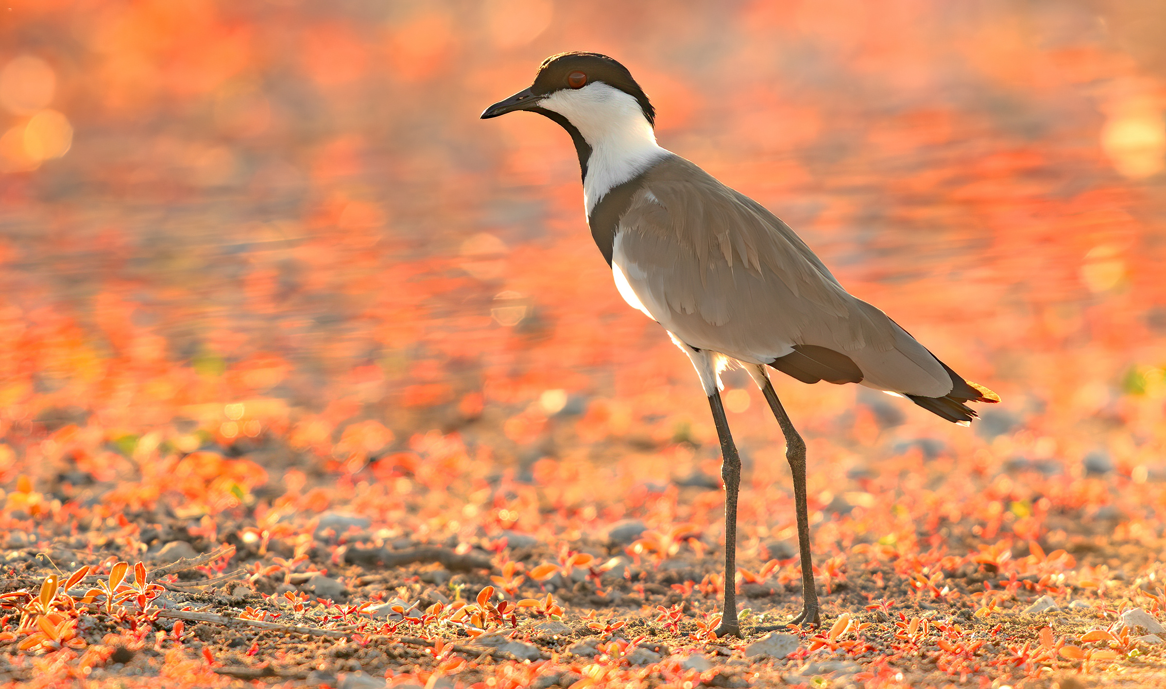 pavoncella dalle ali speronate