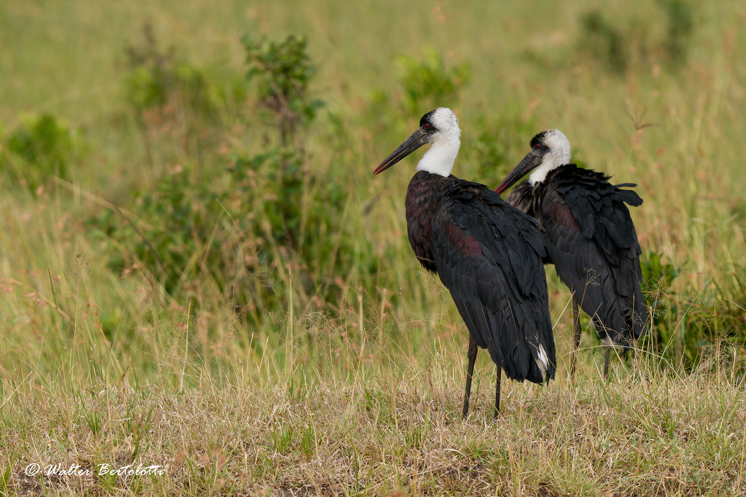 cicogna collolanoso (Ciconia episcopus)