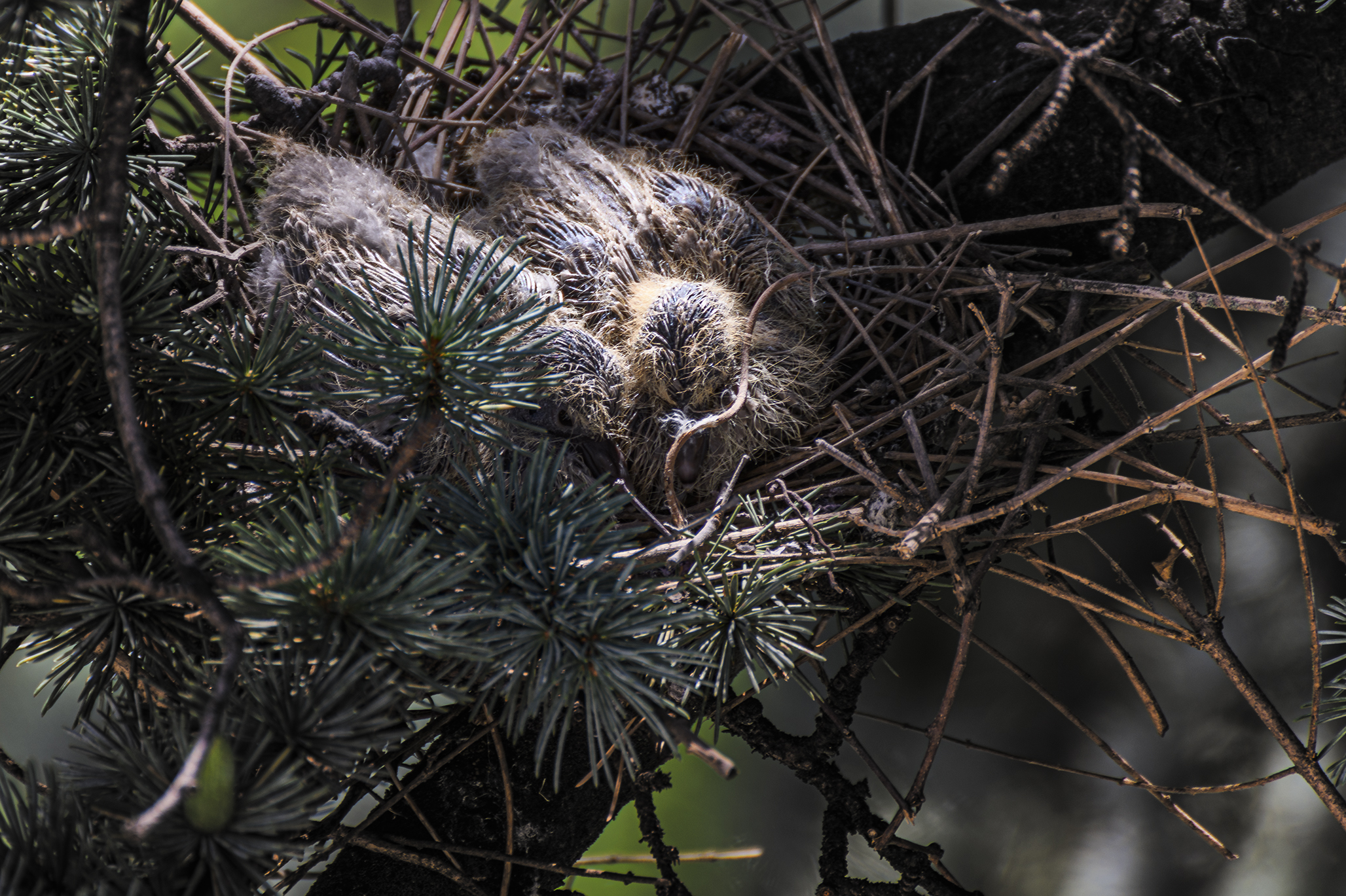 Streptopelia decaocto 2