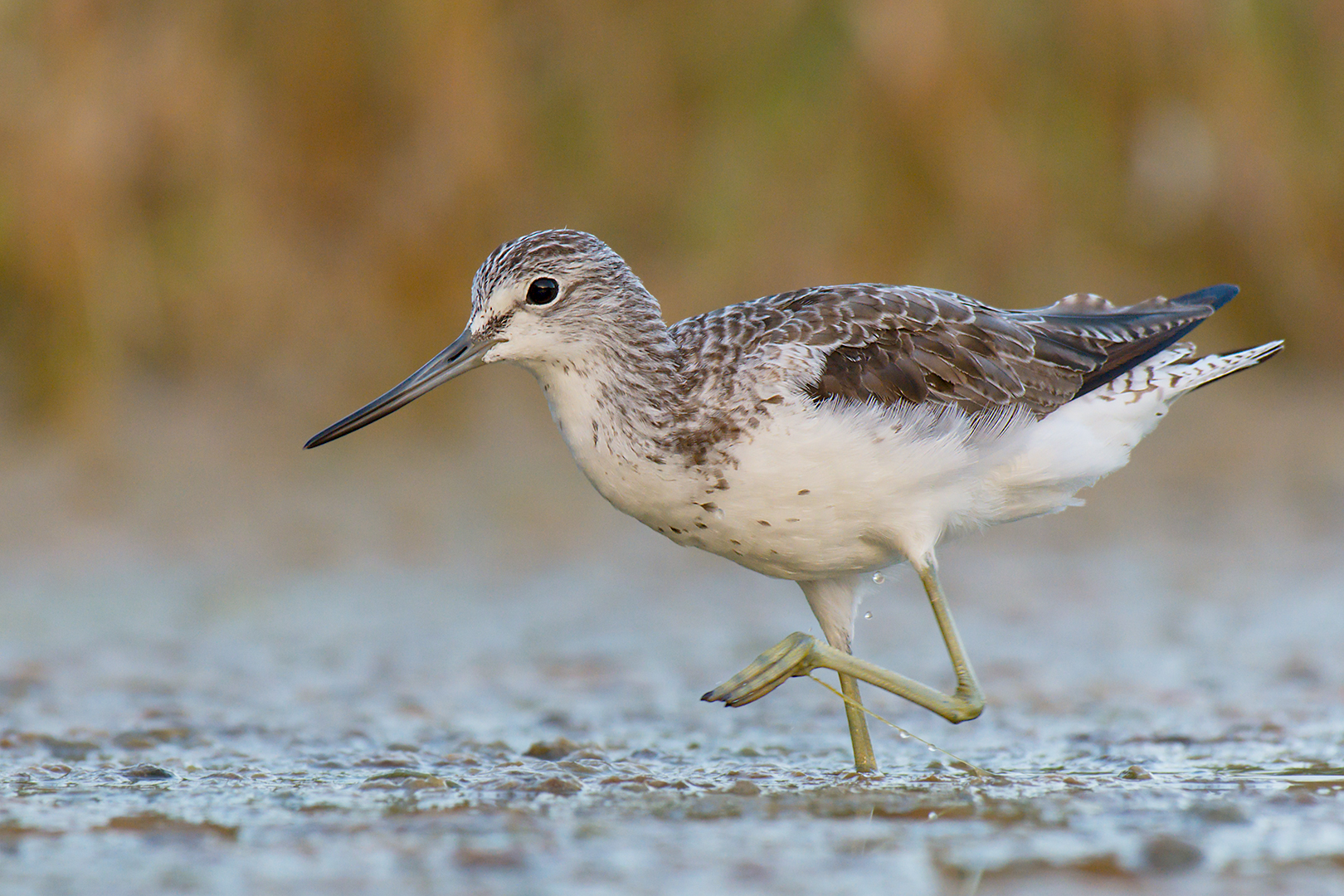 Pantana in search of food