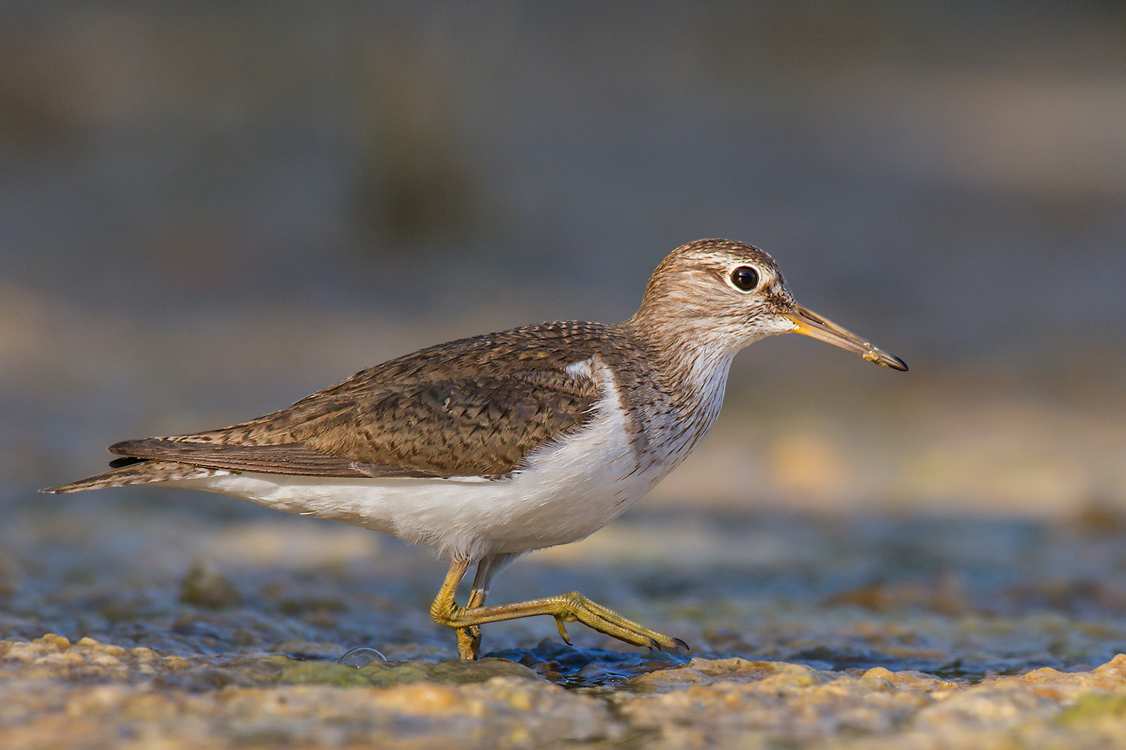 Sandpiper small sandpiper