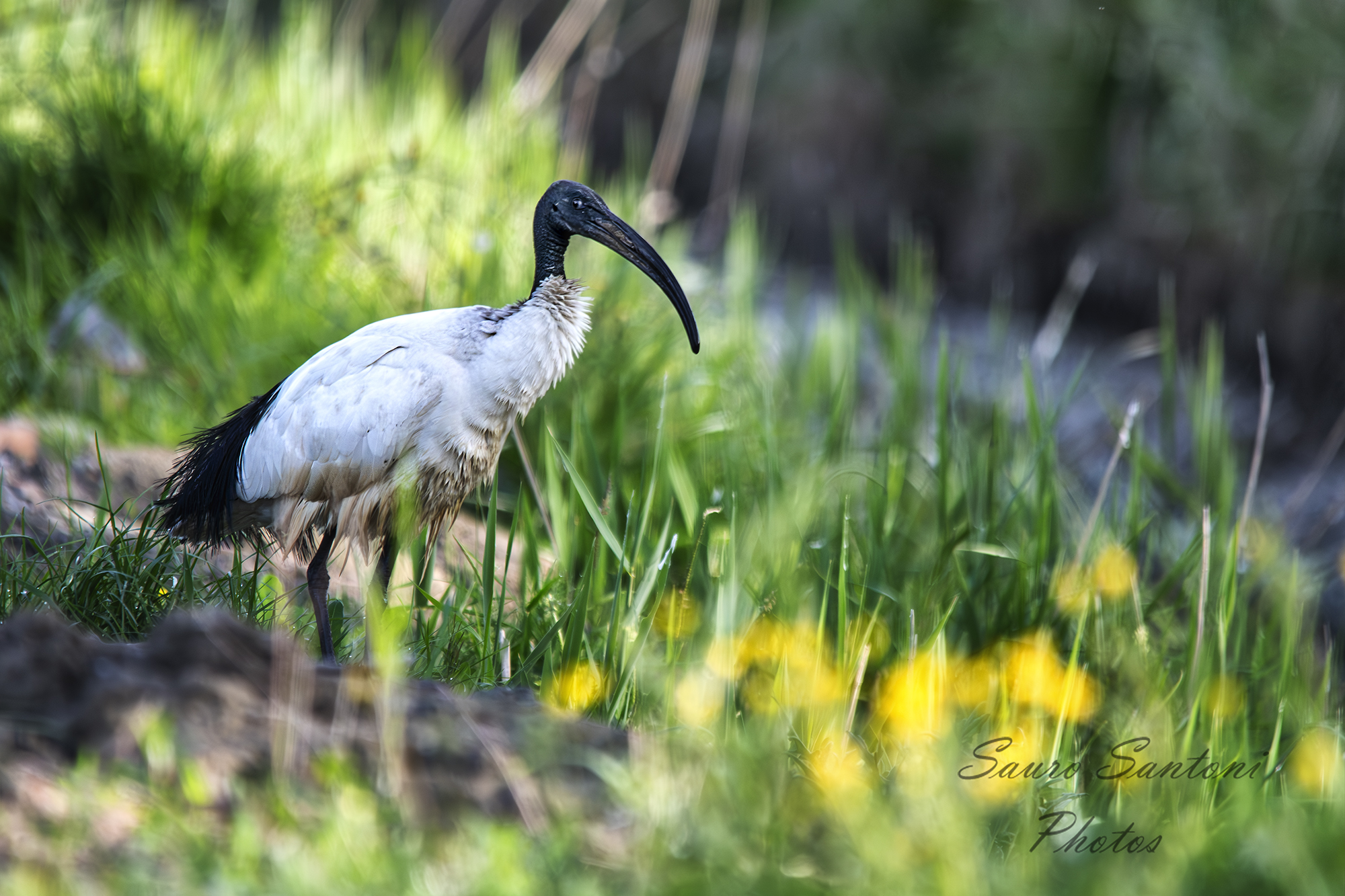 Sacred ibis