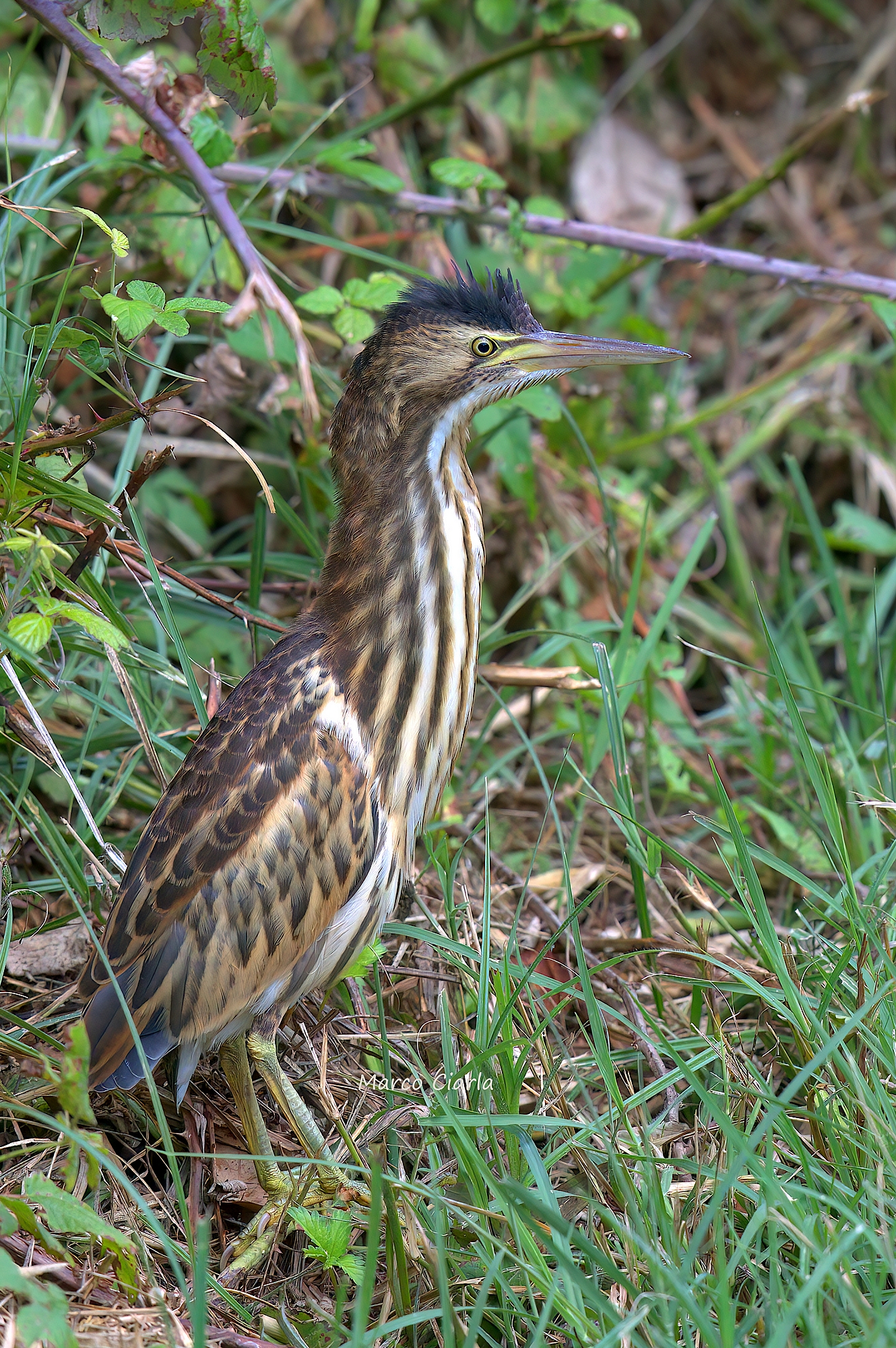 Young Tarabusino (Ixobrychus minutus )