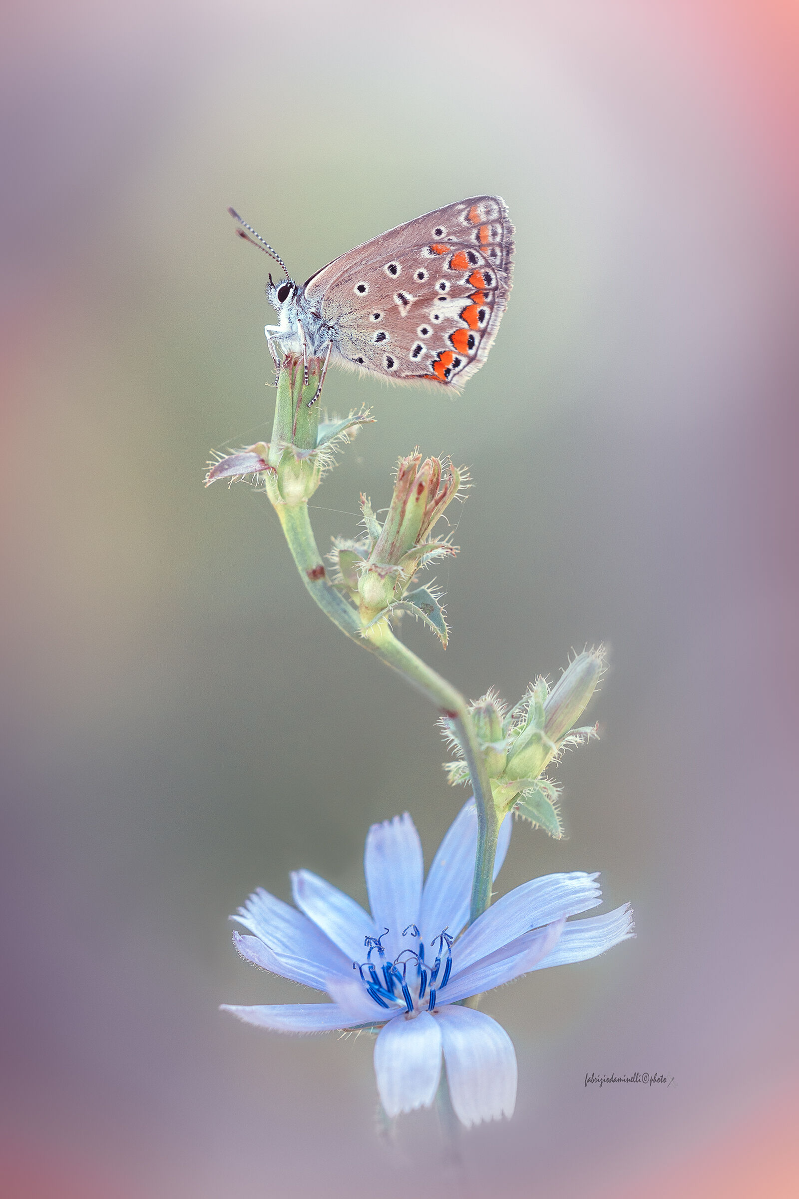 Aricia agestis - Brown Argus