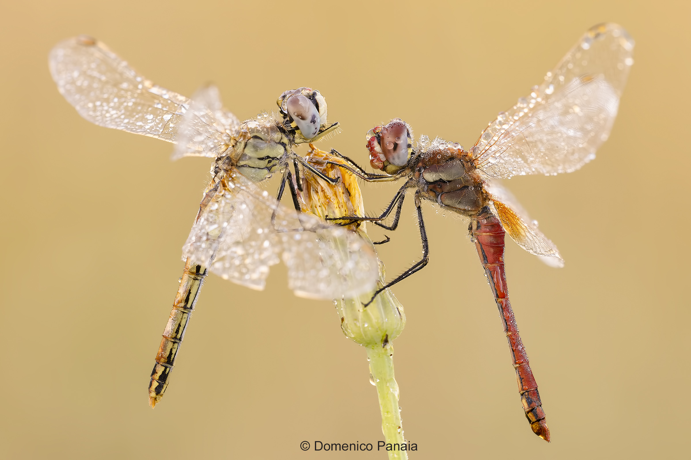 Sympetrum Fonscolombii