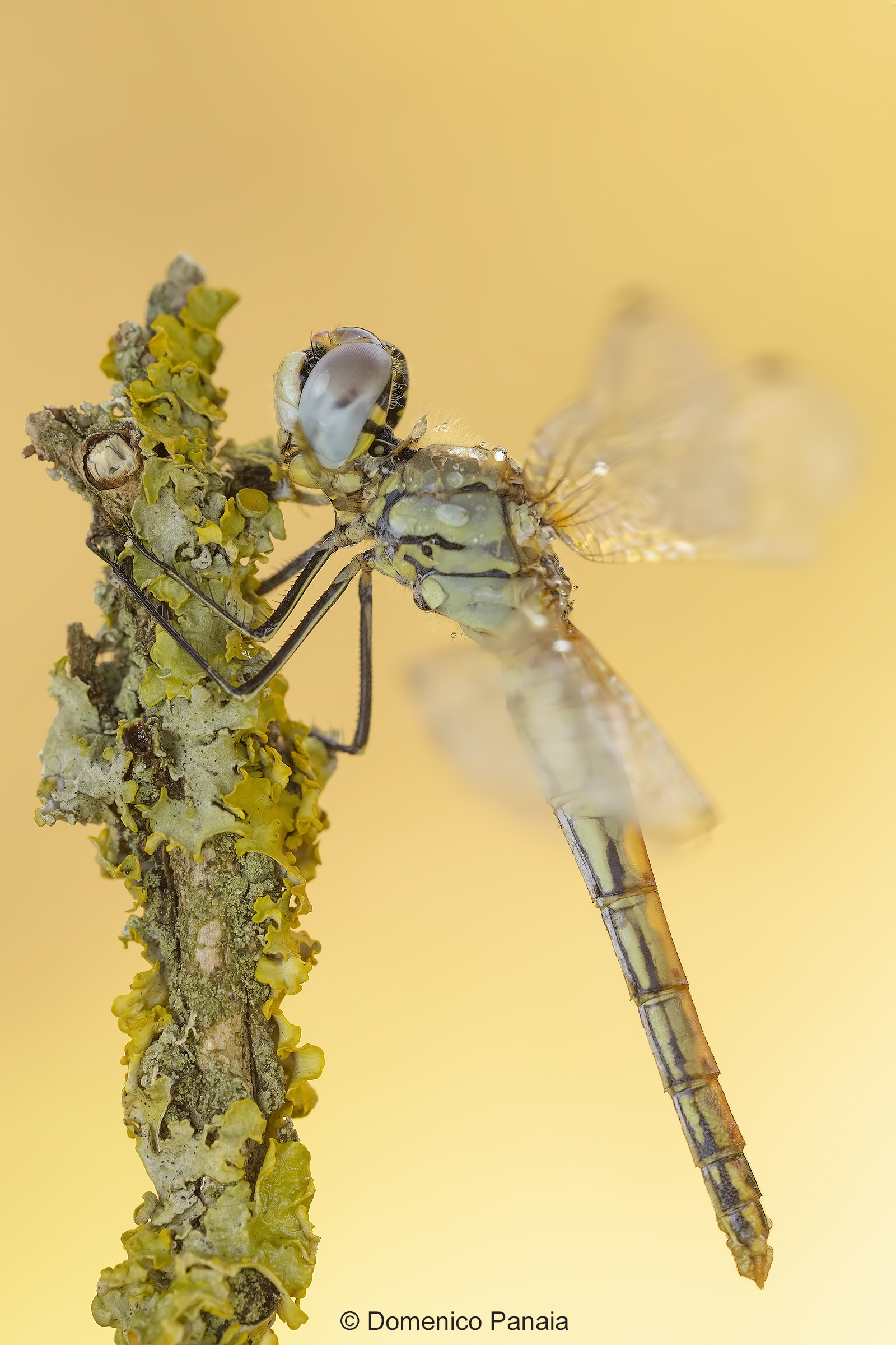 sympetrum fonscolombii