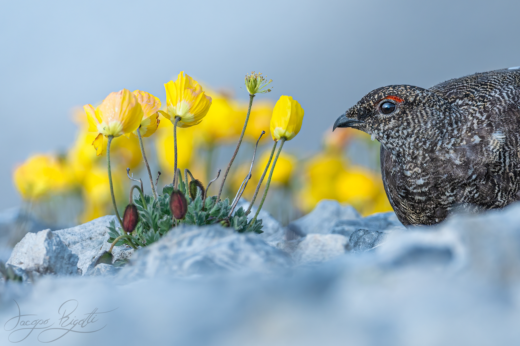 Alpine poppy and partridge