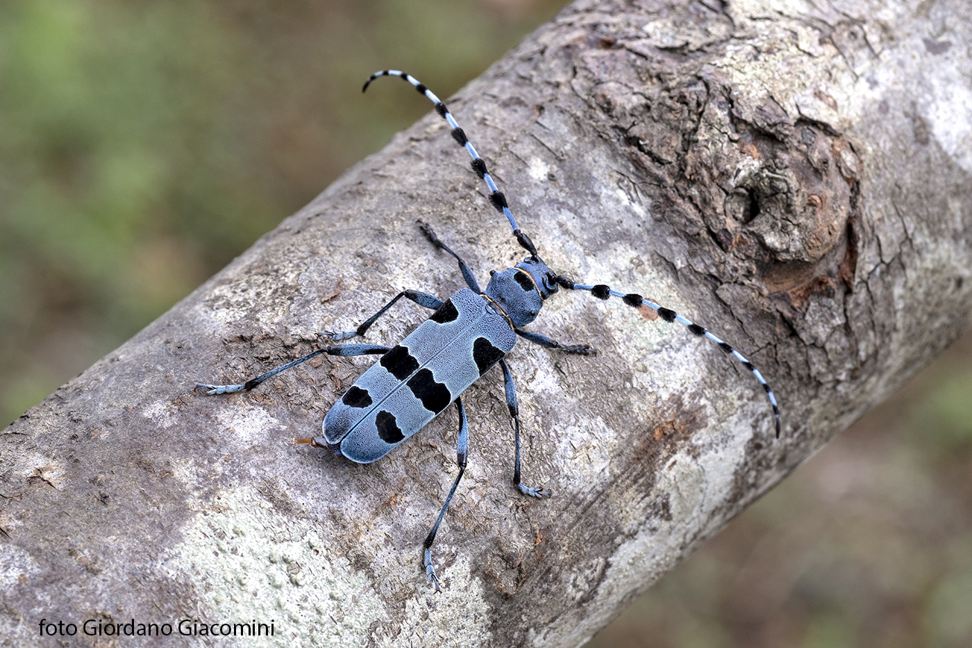 Rosalia Alpina ( Cerambice del Faggio )