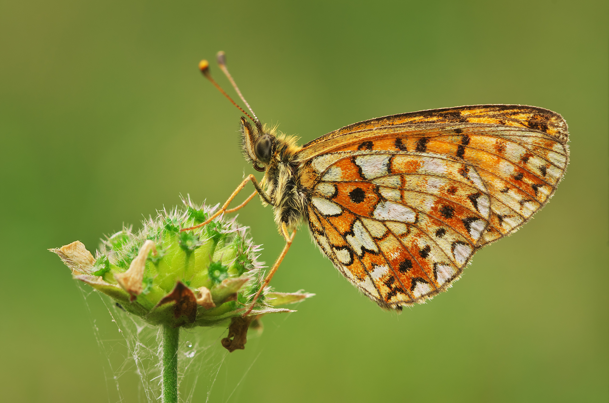 Boloria selene
