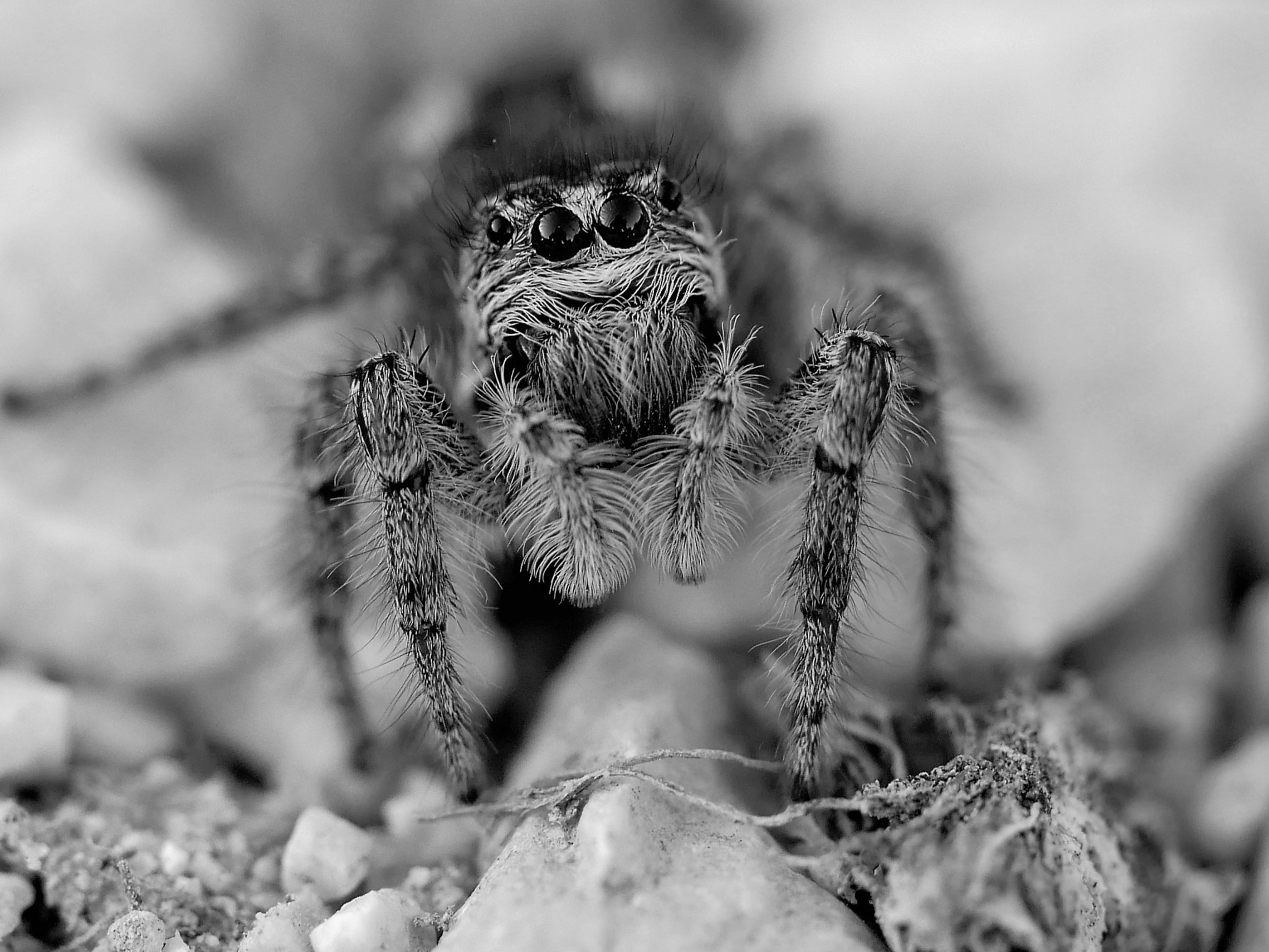 Spider
