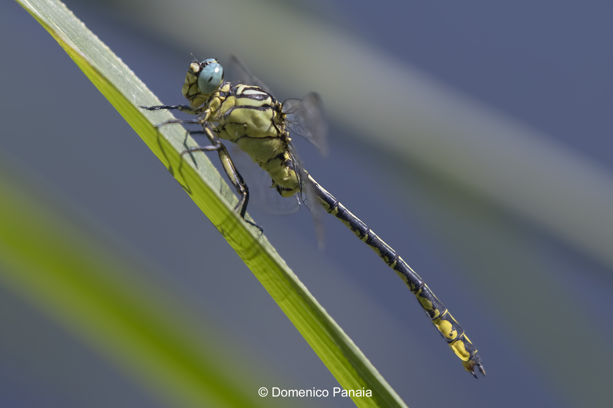 stylurus flavipes