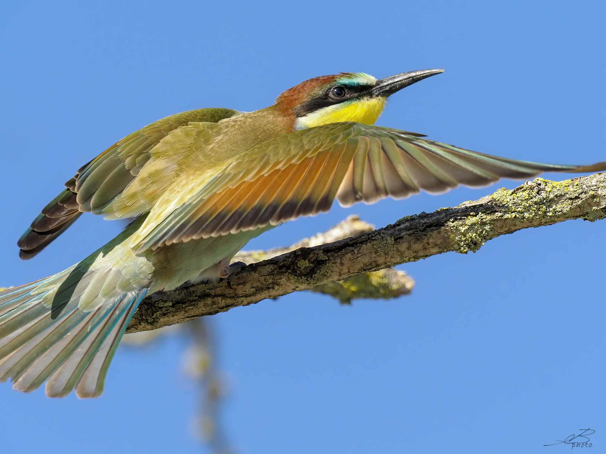Bee-eater