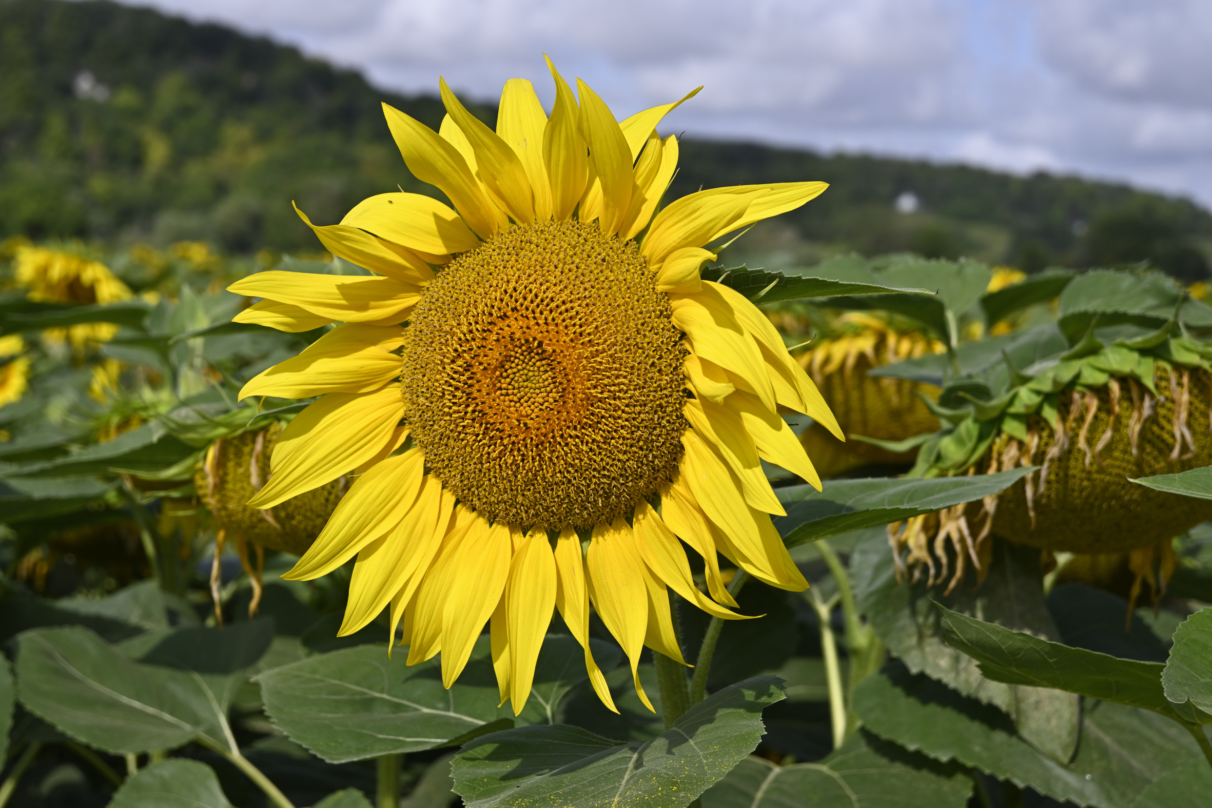 Sunflowers