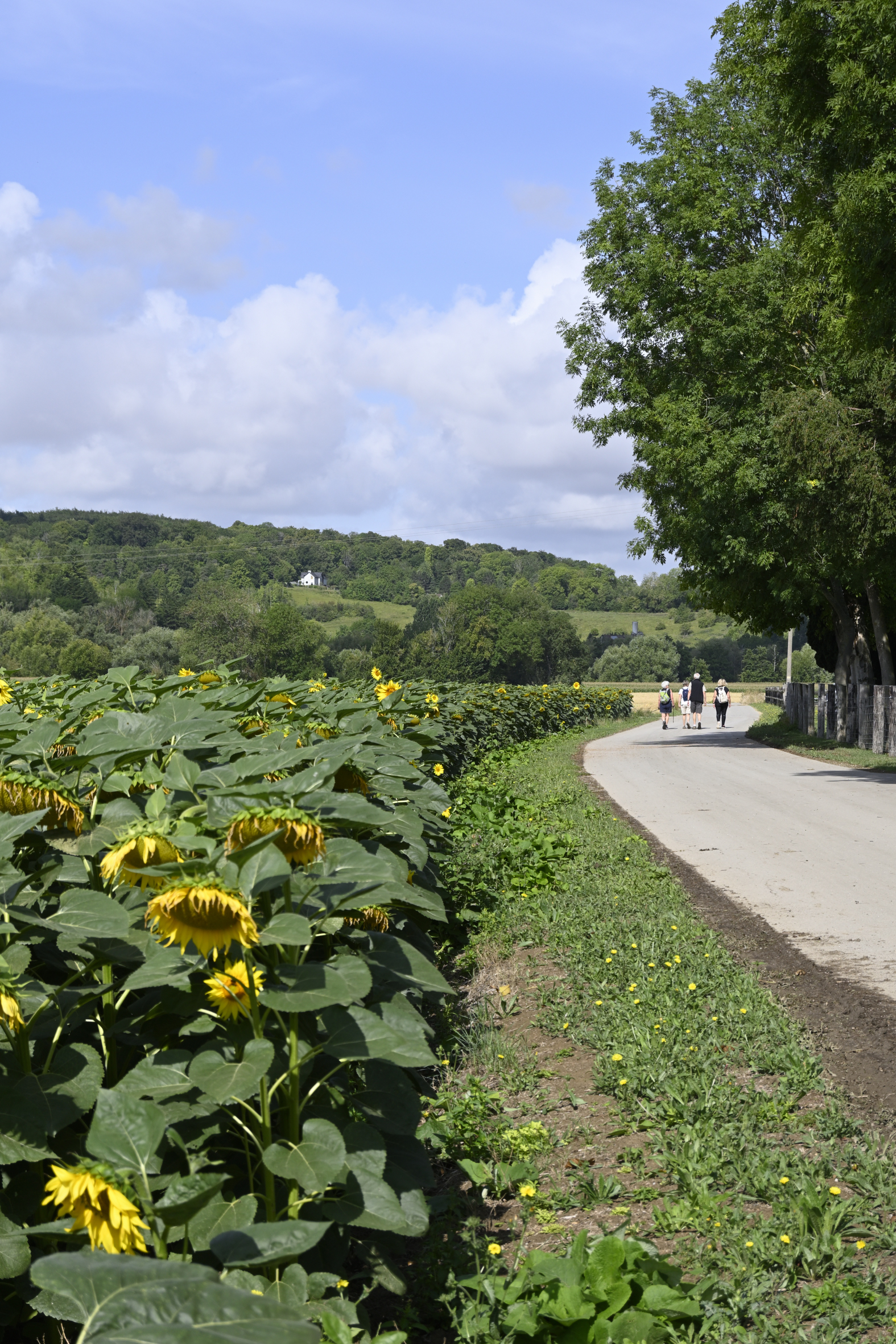 Sunflower Field