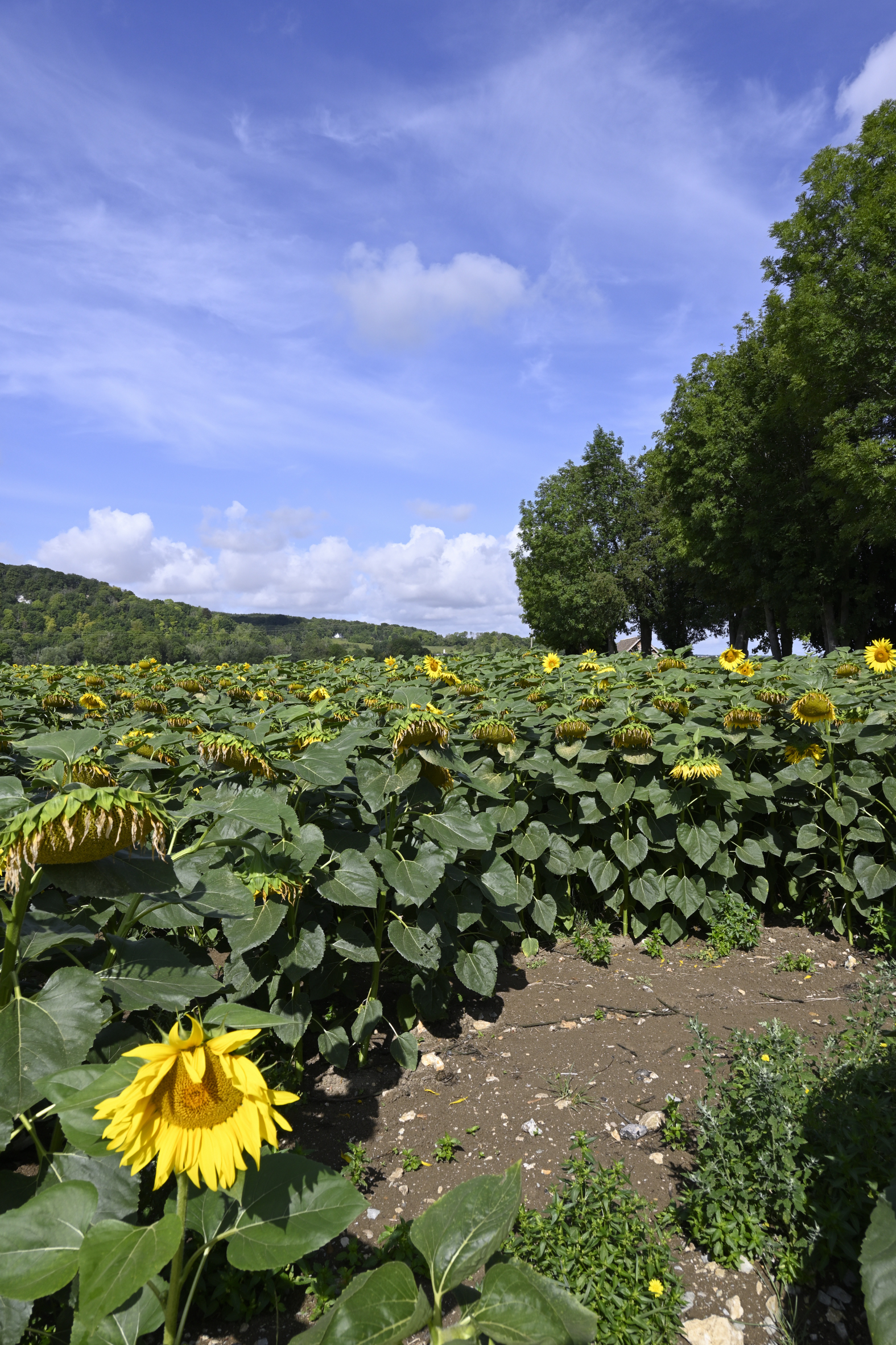 Sunflower Field