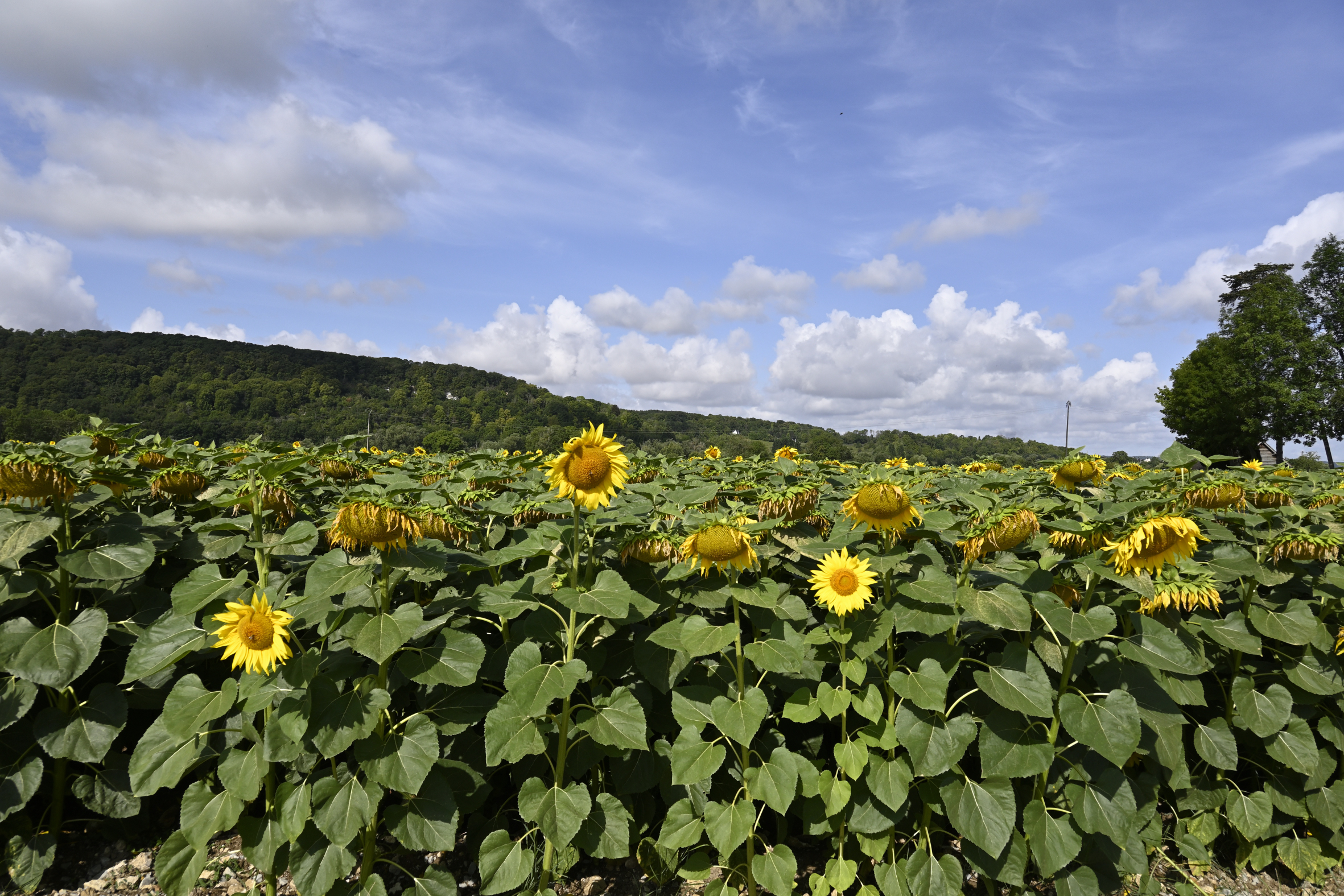 Sunflower Field