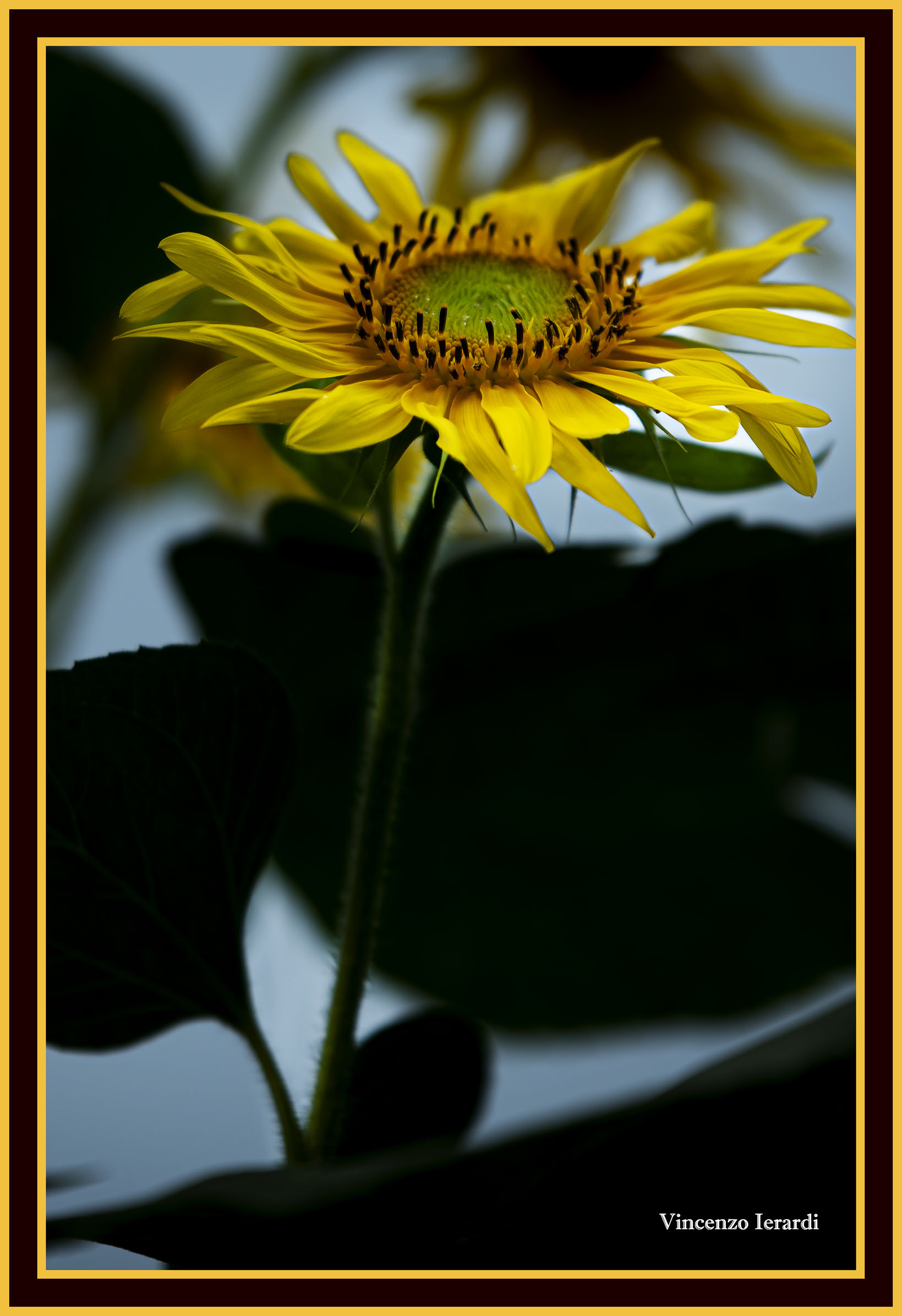 Girasole