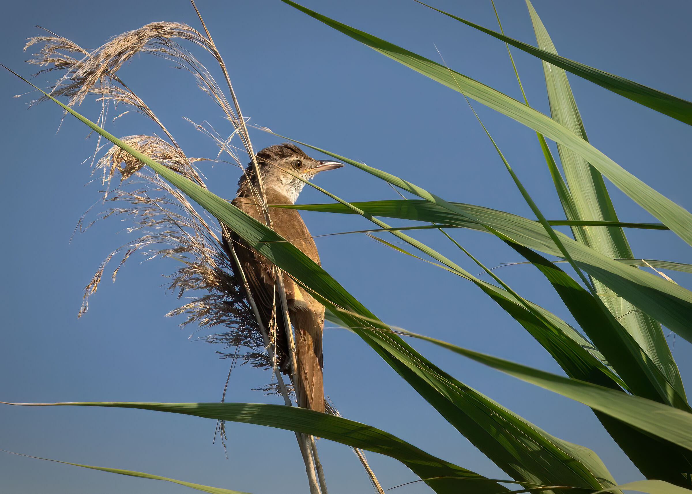 Cannareccione nel suo ambiente