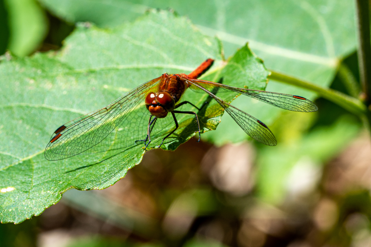 Libellula