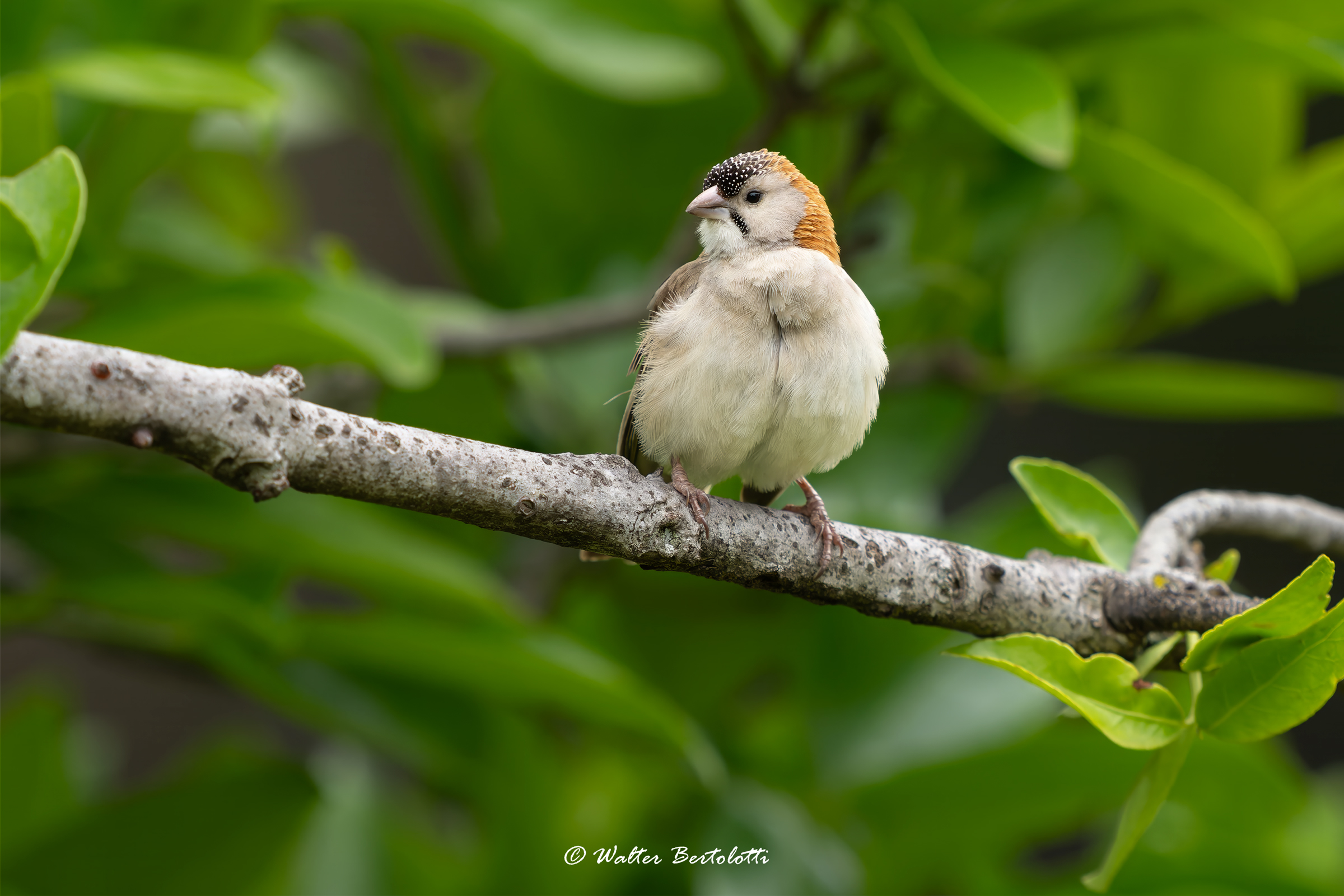 African Silverbill ( Lonchura cantans)