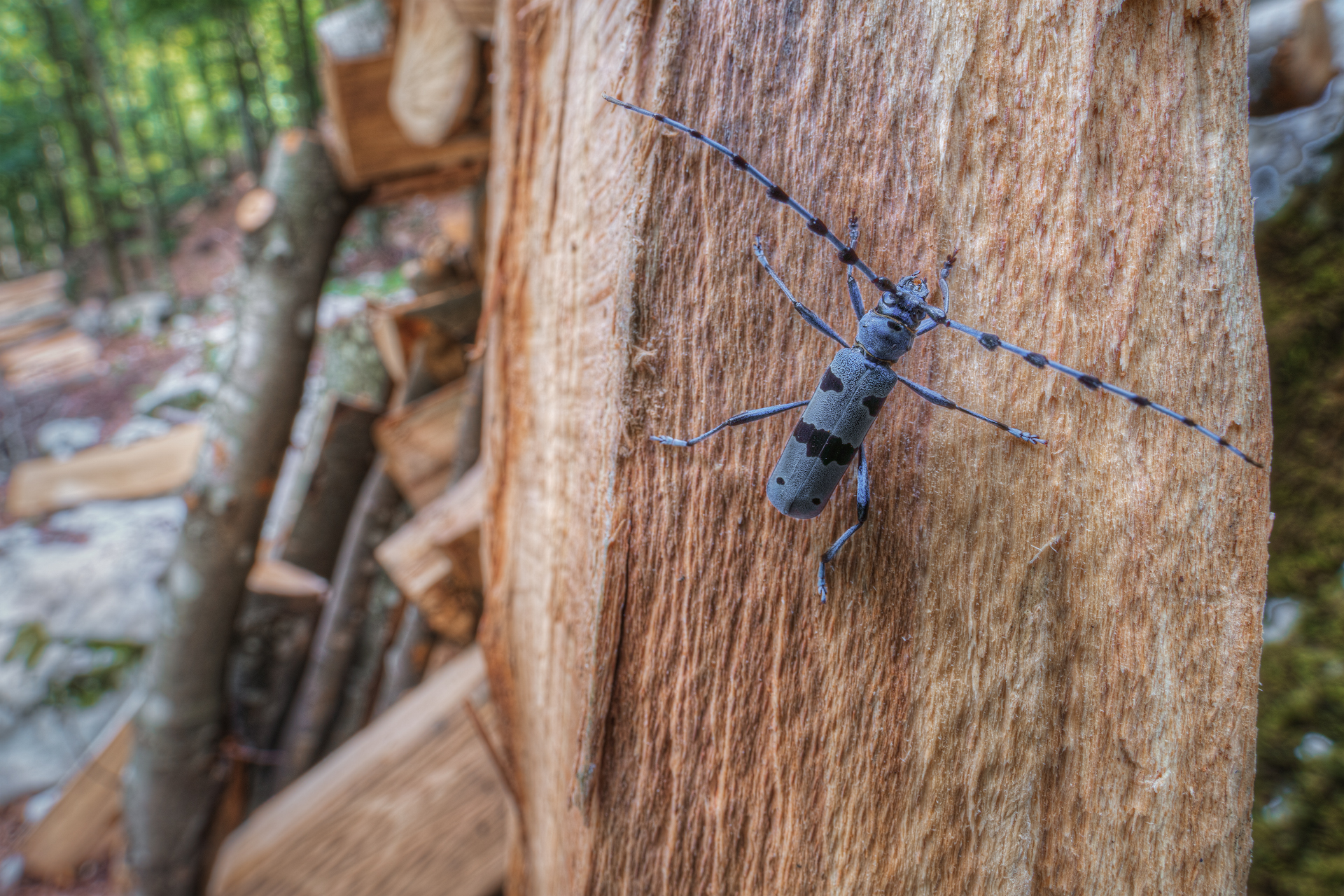 Rosalia alpina in Val Resia
