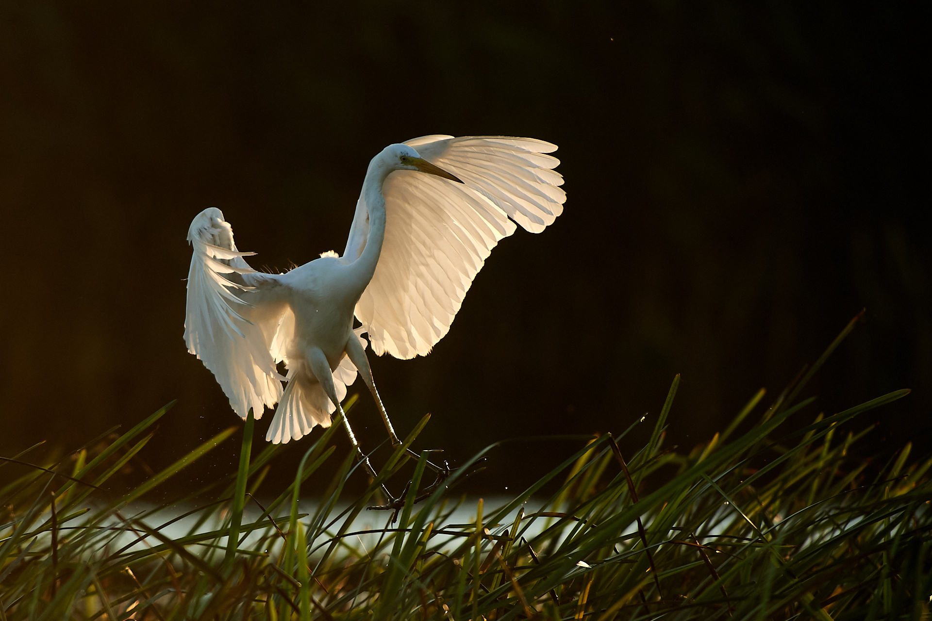 Airone bianco maggiore