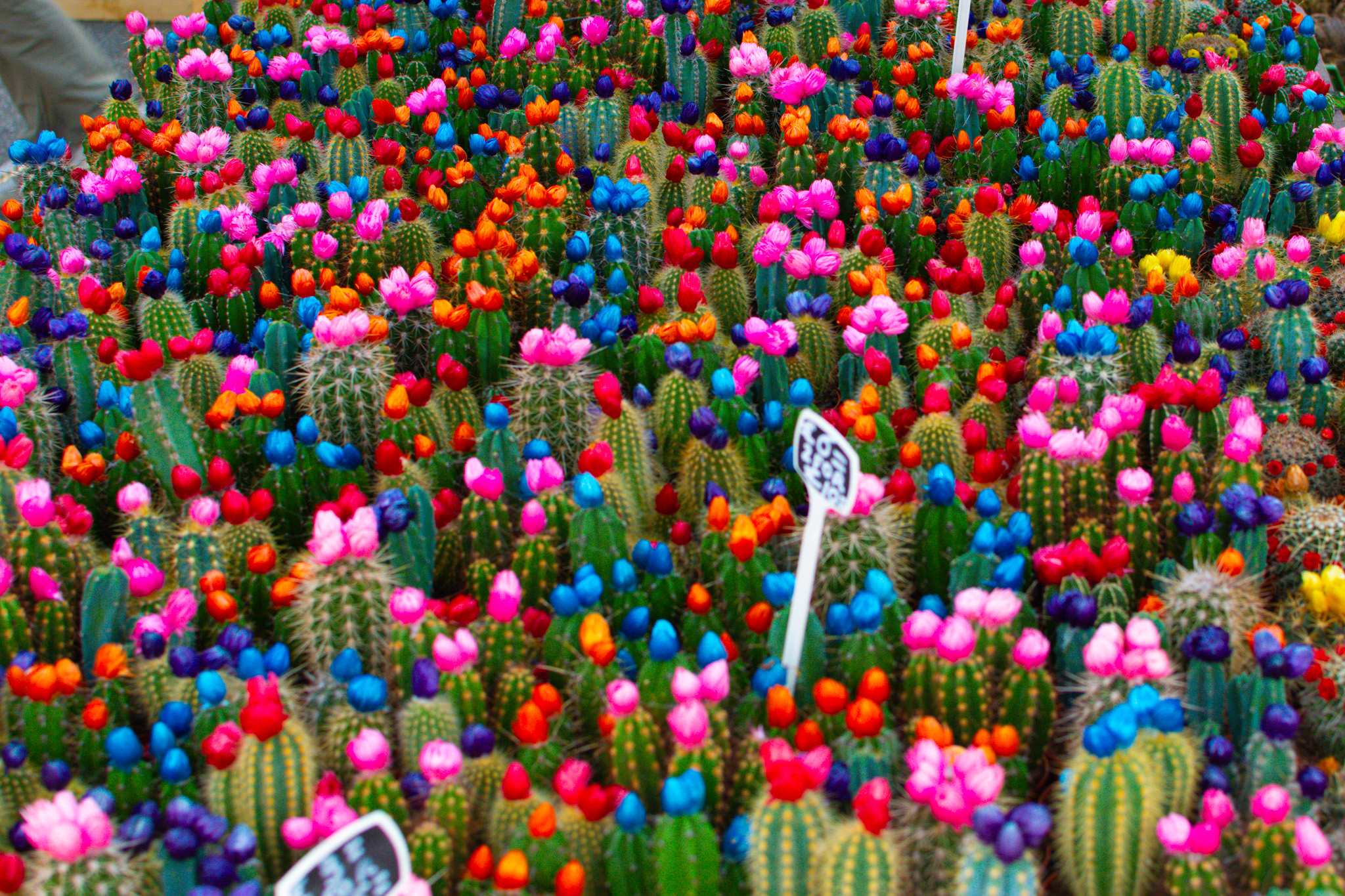 Mercato dei fiori Amsterdam