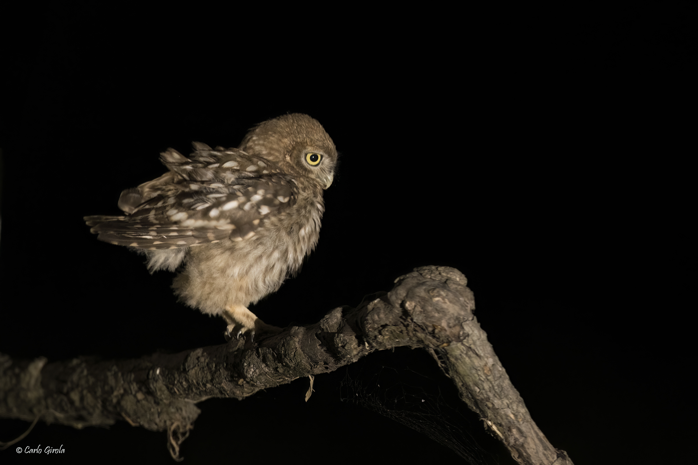 Owl (Athene noctua)