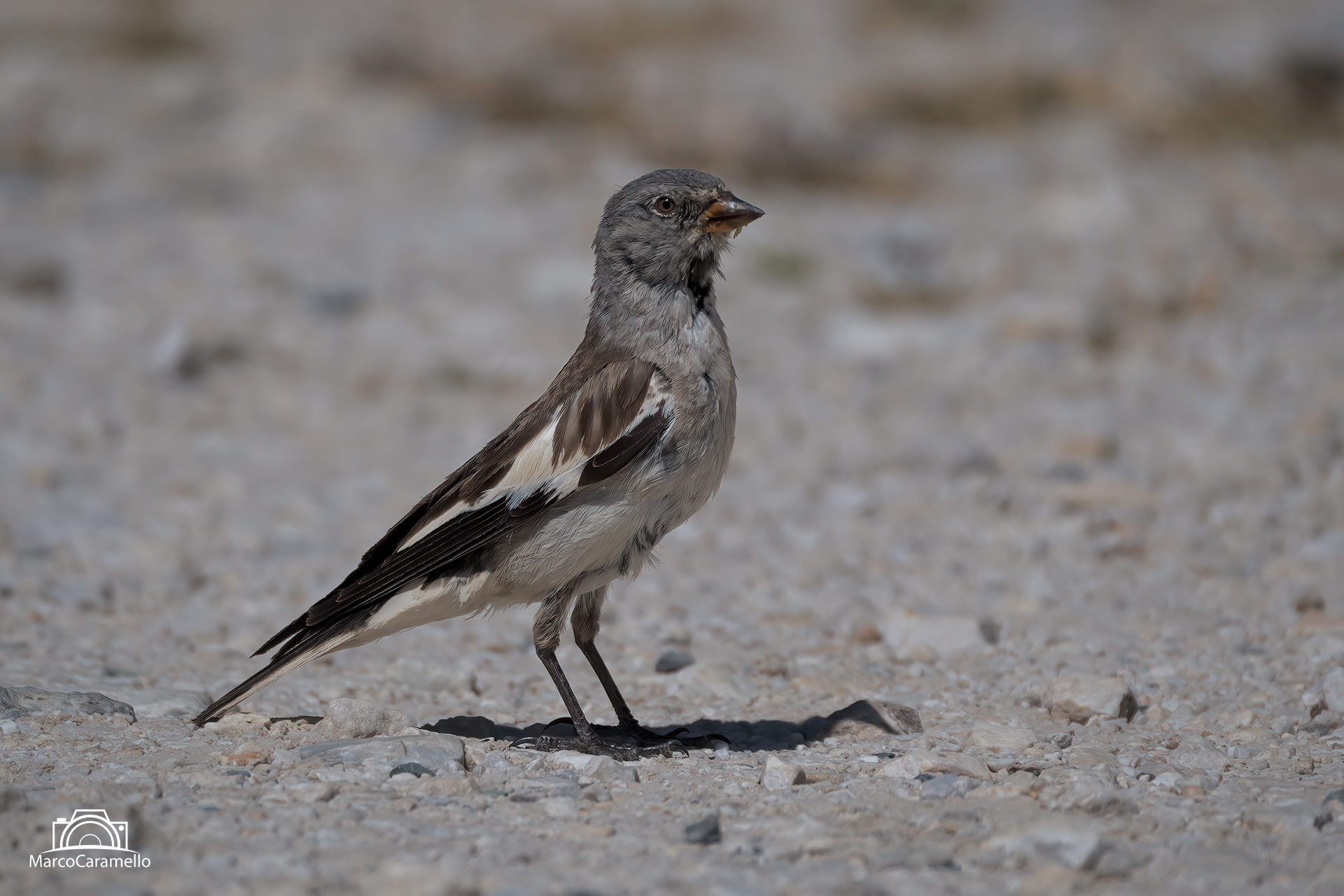 Alpine chaffinch