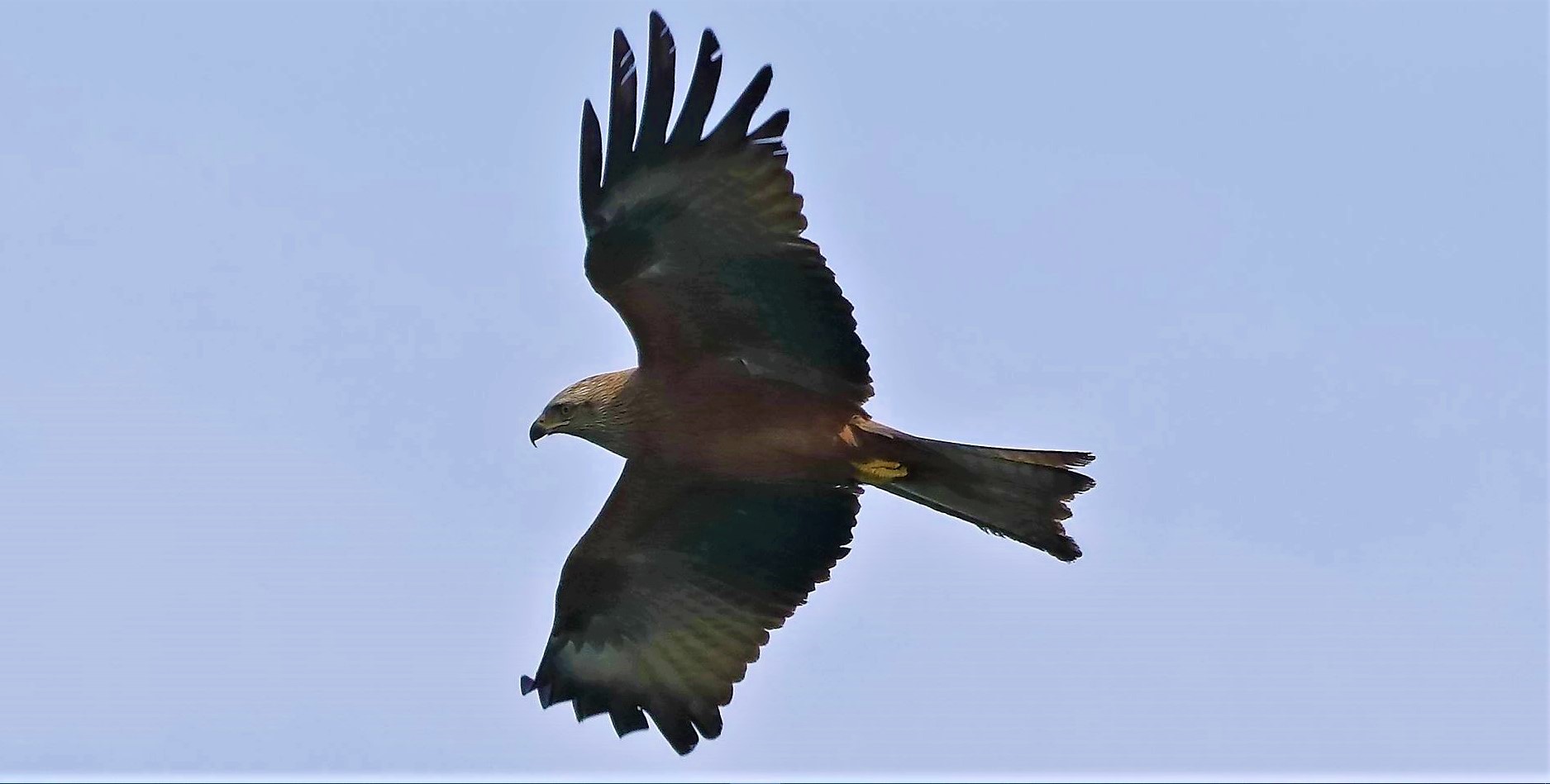 Nibbio bruno 06-04-2023