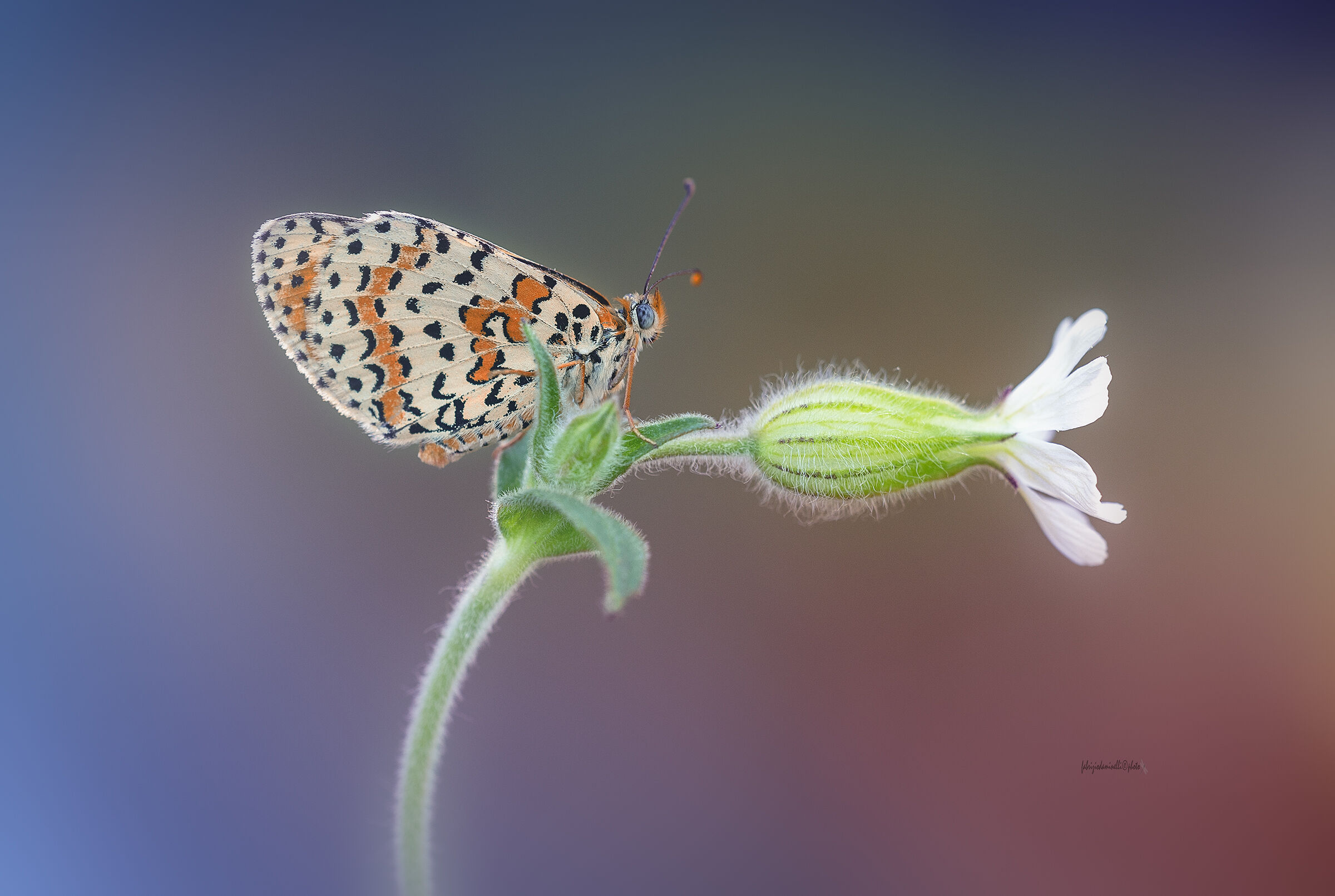 Melitaea didyma