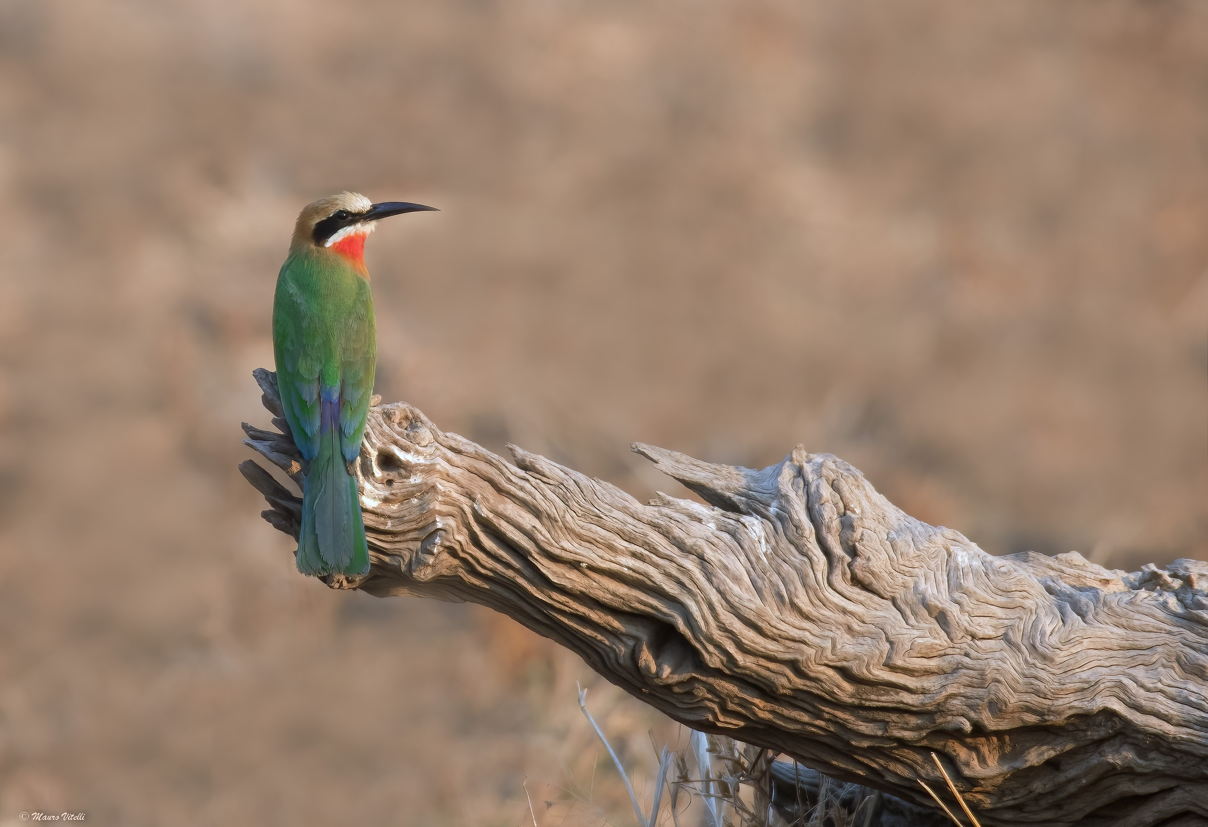 White-fronted bee-eater (Merops bullockoides)