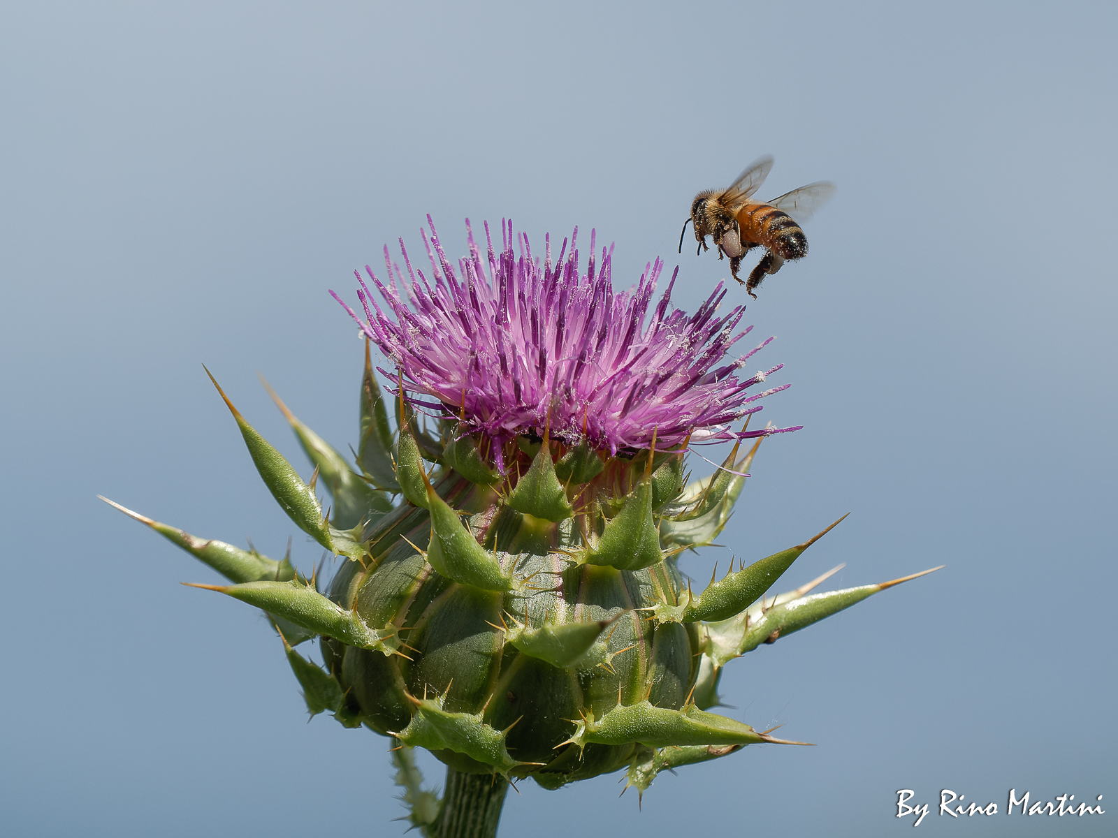 Impollinazione : Magia della Natura