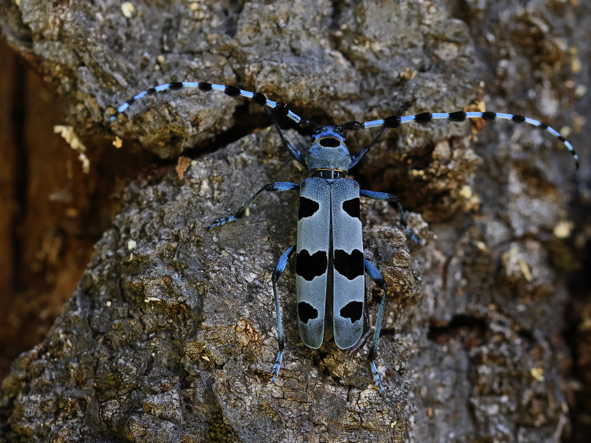 Rosalia alpina 3